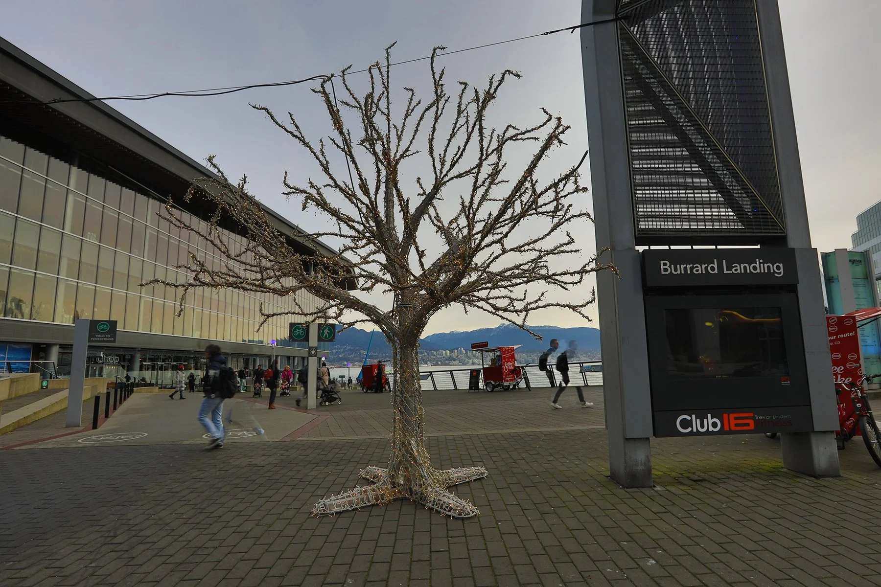 Burrard Landing Tree_Dec 10_2024_HDR_5E6613_4x6.jpg