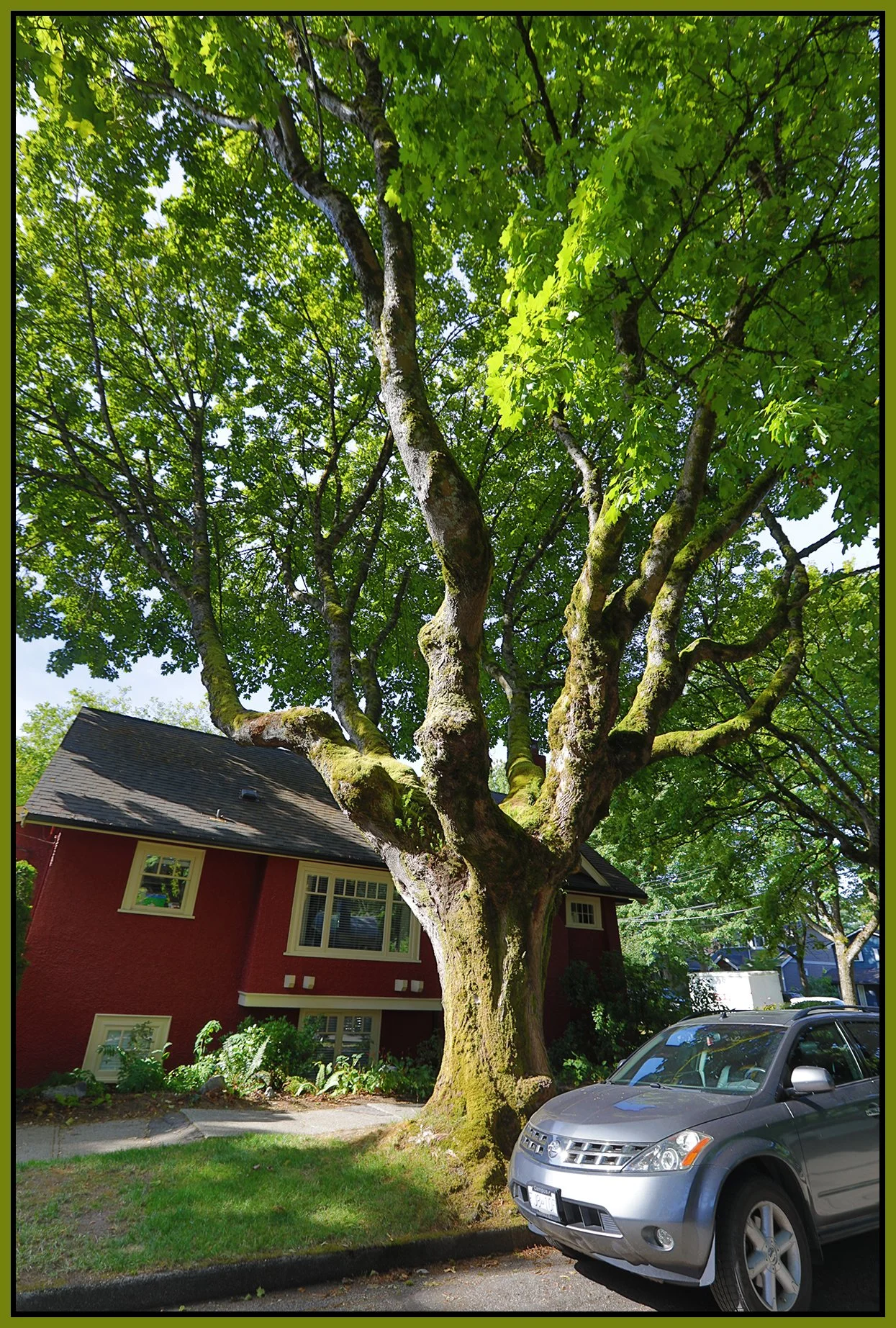 3200 W 6th Ave Tree_Aug 9_2026_HDR_4L9745_4x6s.jpg