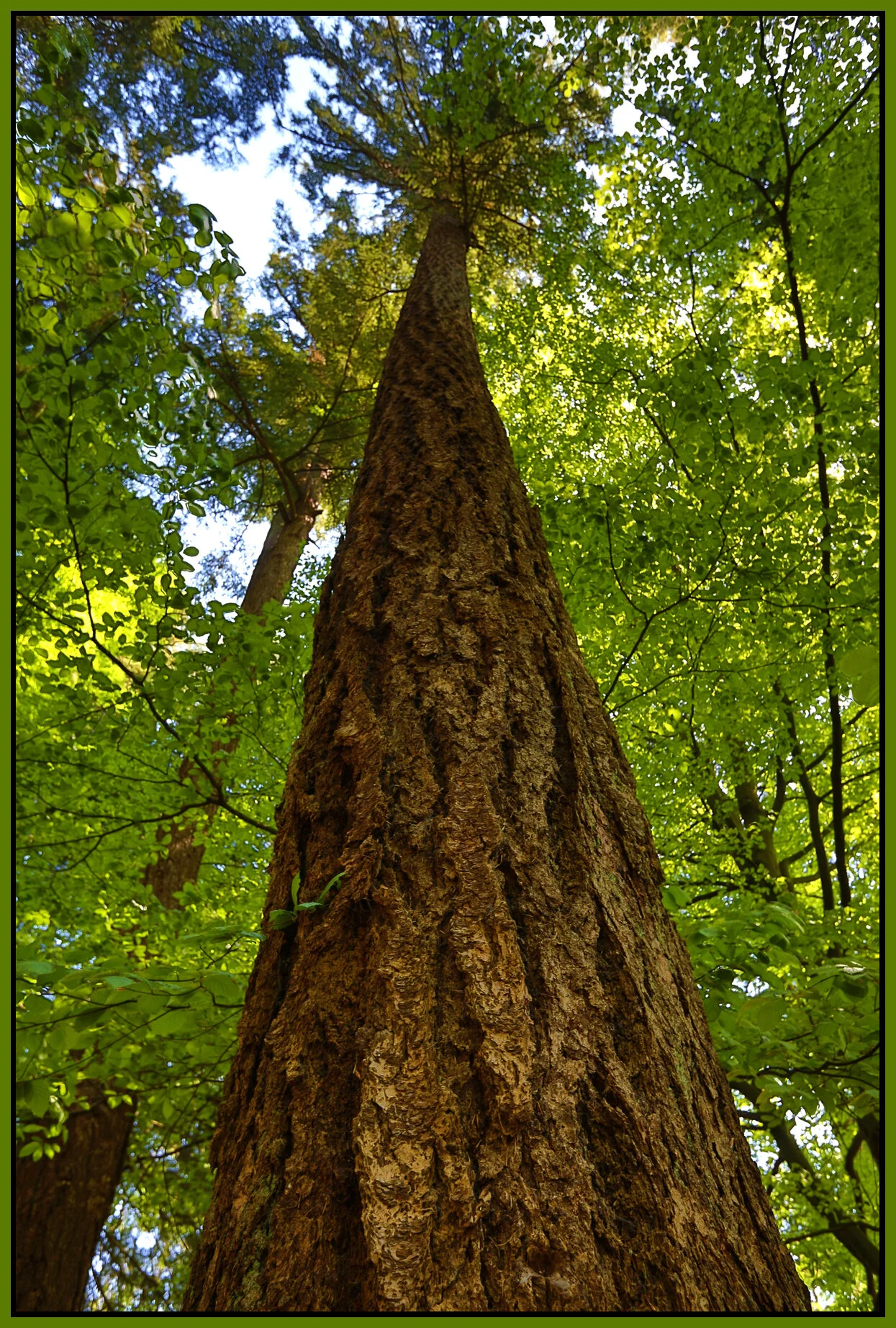 Stanley Pk Trees_Apr 29_2016_HDR_K7967_4x6s.jpg