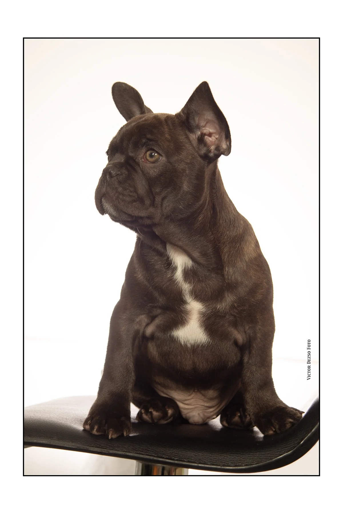 Fudge_Aug 19_2023_5C4338_1_4x6.jpg