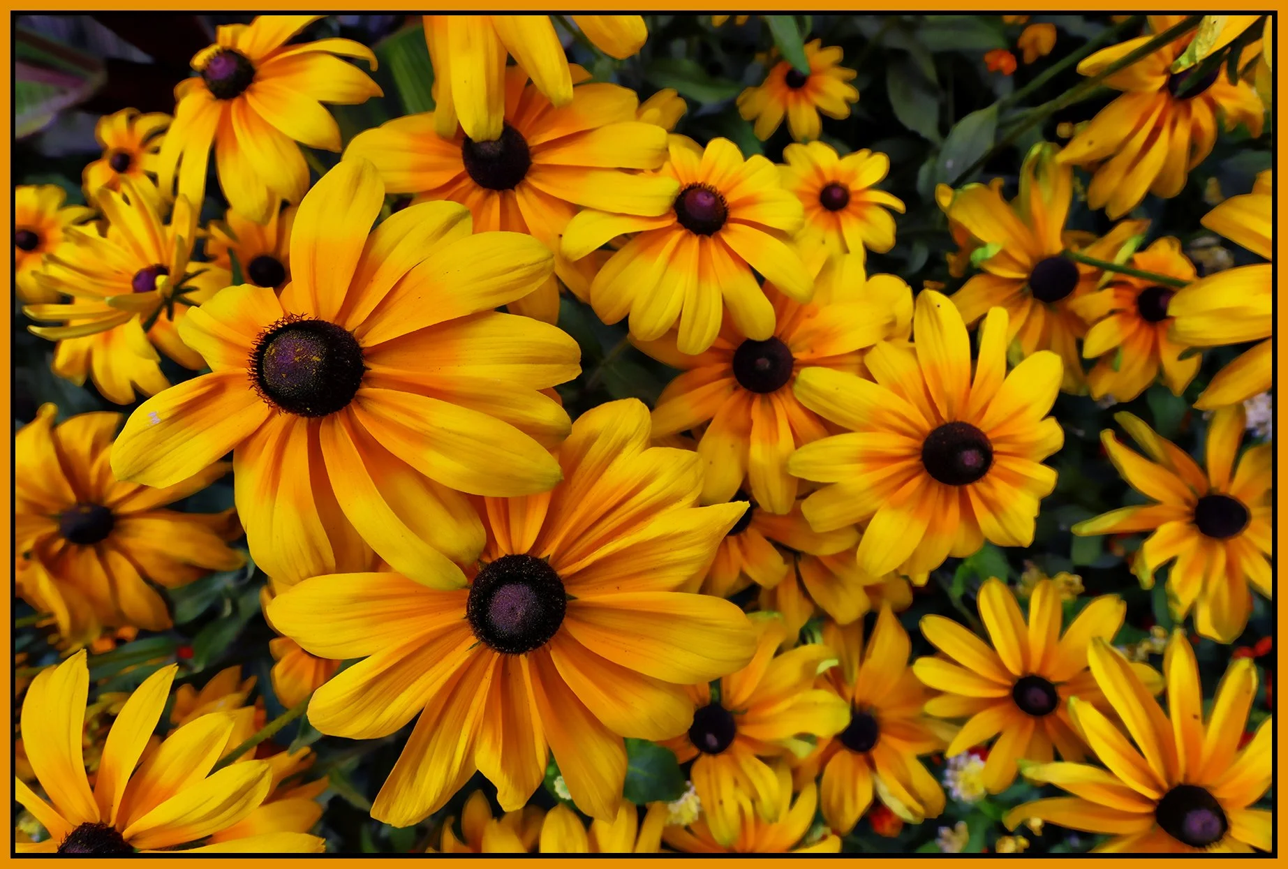Flowers Rudbeckia_Sep 3_2022_HDR_5B7071_peTiffany_4x6s.jpg