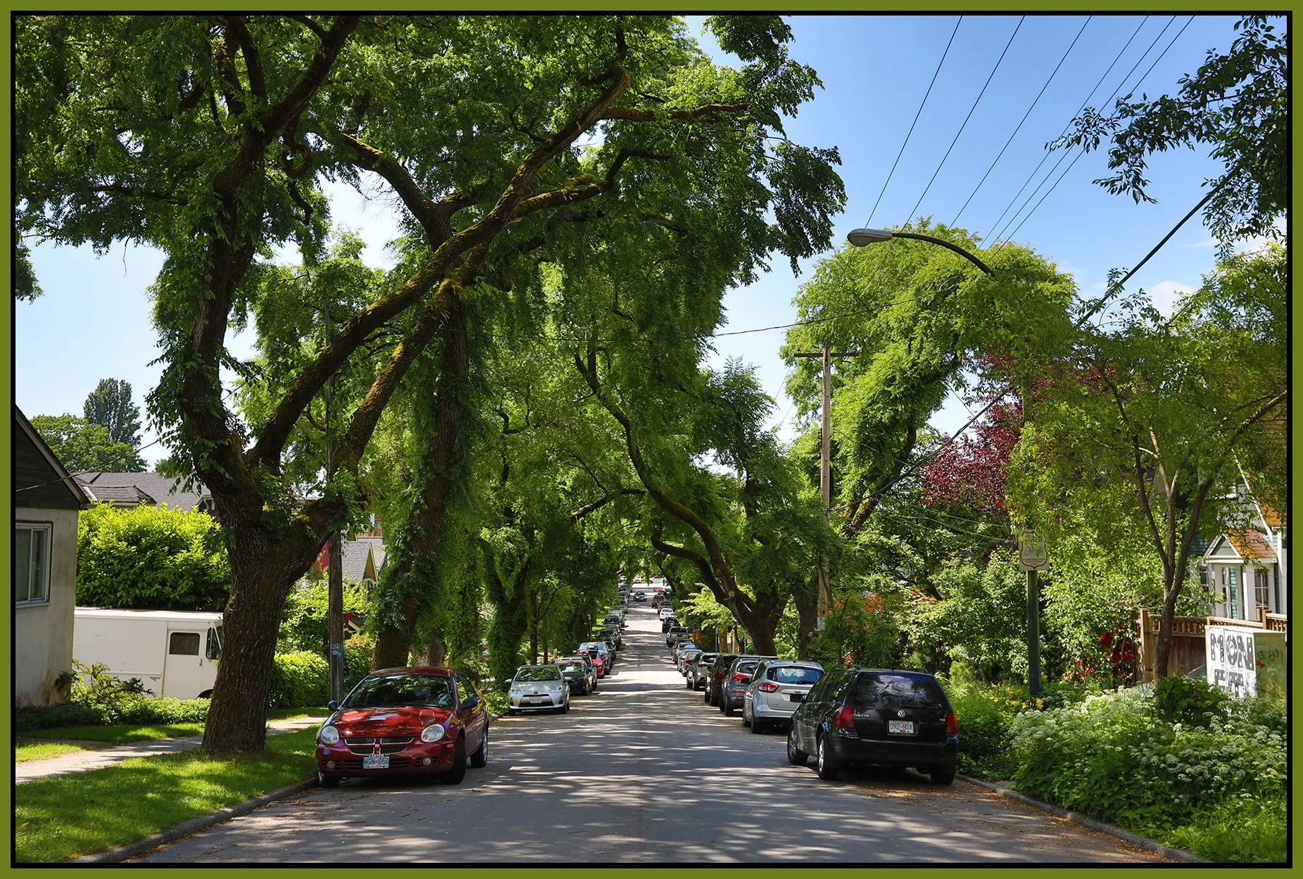 E 6th Ave Trees Vancouver_Jun 1_2020_HDR_4F3614_4x6s.jpg