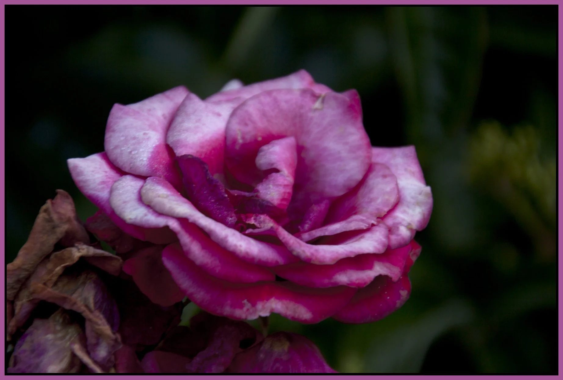 Flowers_Jul 24_2011_2813_4x6s.jpg