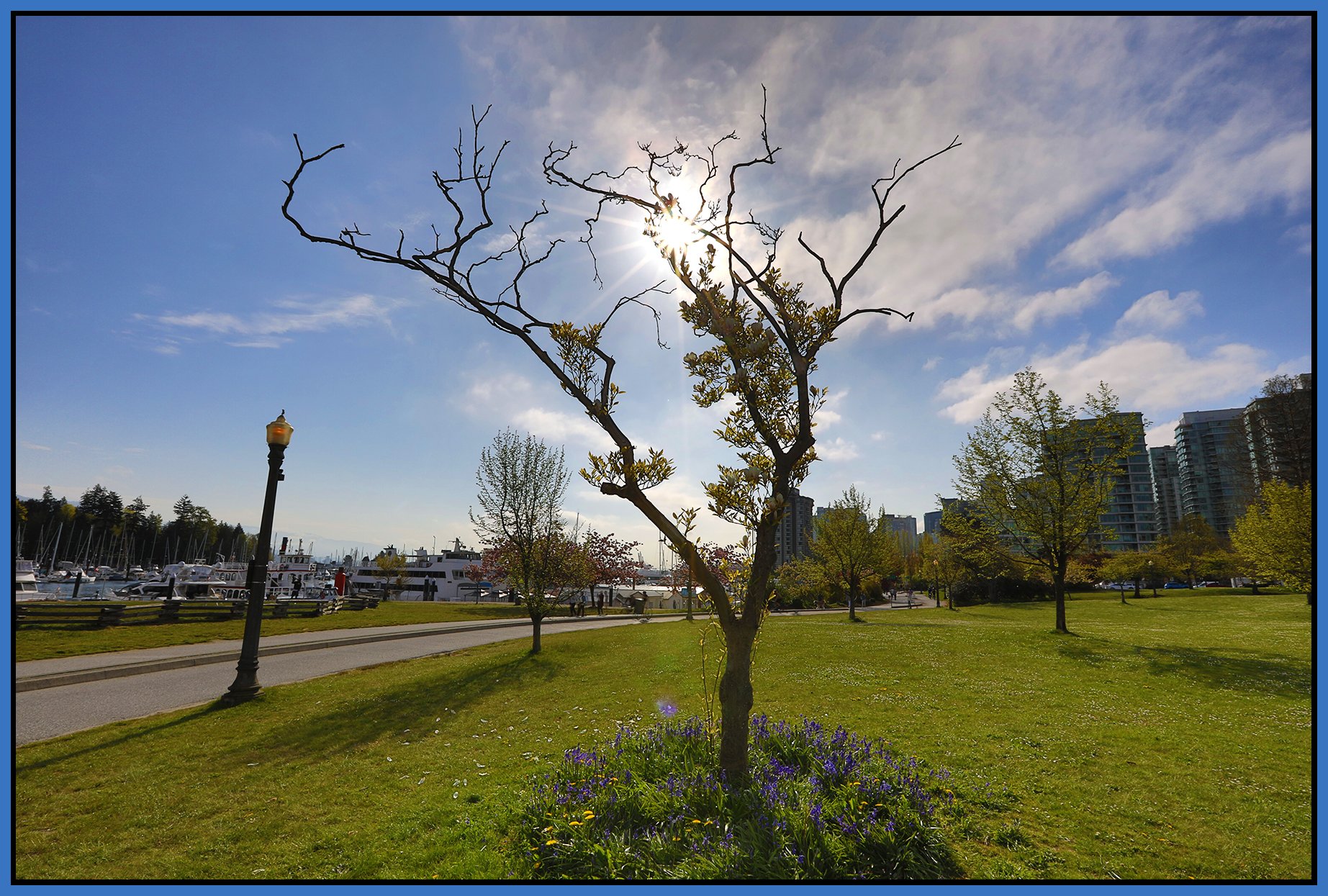 Devonian Harbour Park Tree_Apr 26_2025_HDR_5F2265_4x6s.jpg