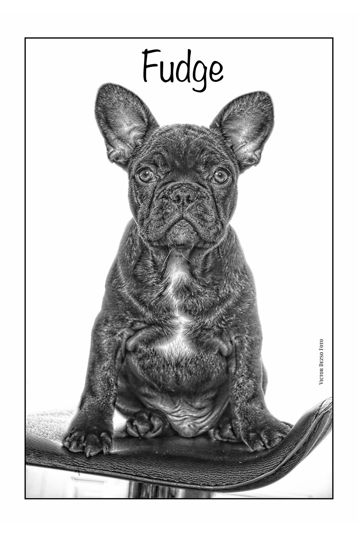 Fudge_Aug 19_2023_5C4339_2_peSofterPencil_4x6.jpg