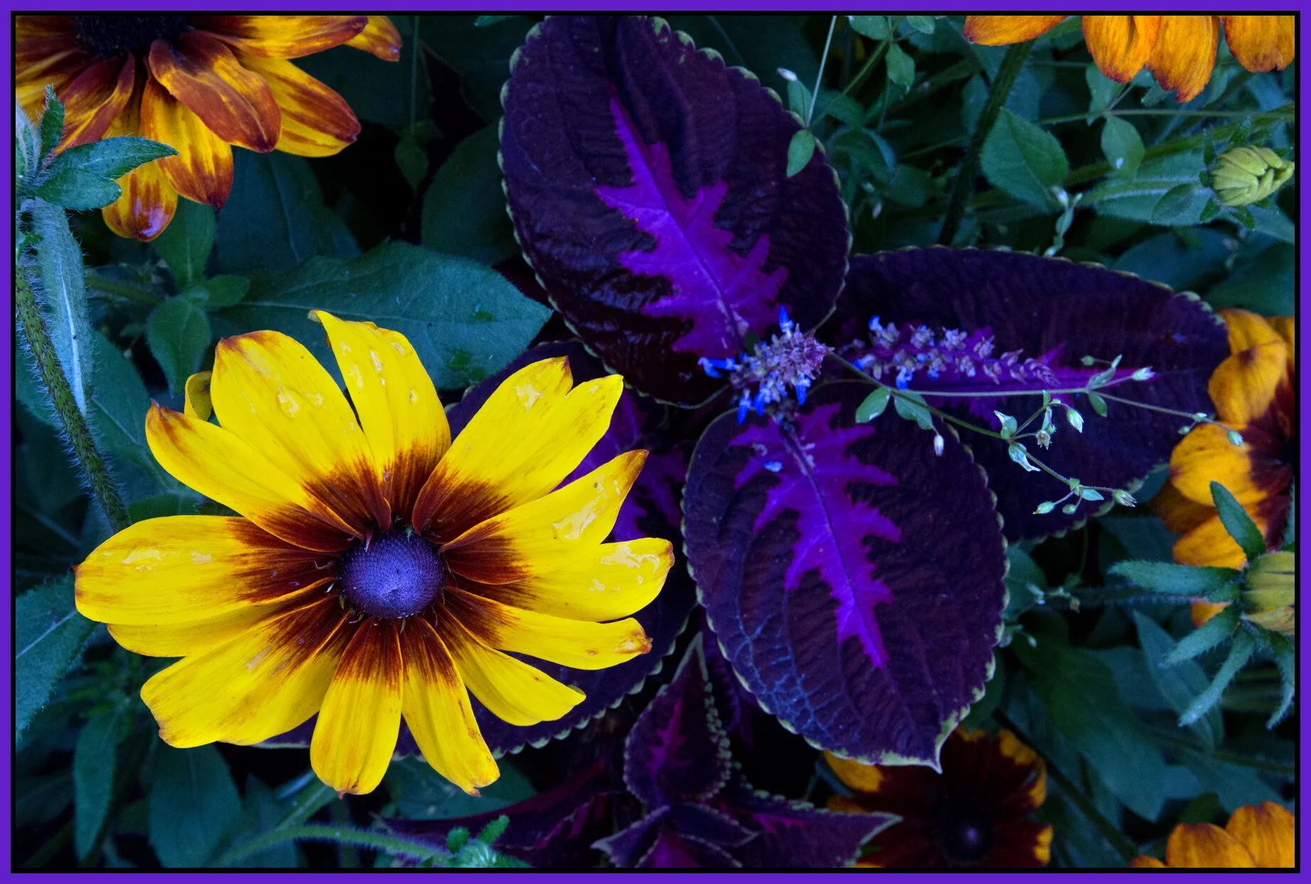 Flowers_Aug 4_2014_F7052_4x6s.jpg