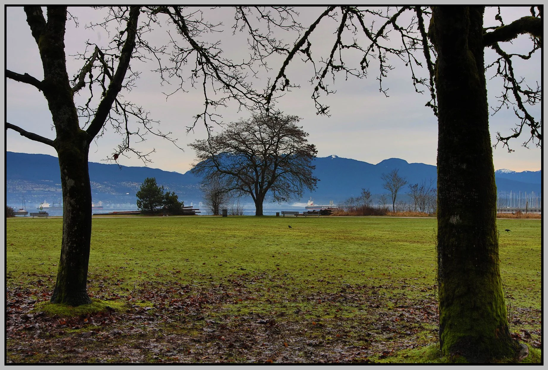 Jericho Beach Park Tree_Feb 4_2026_HDR_5F5915_4x6s.jpg