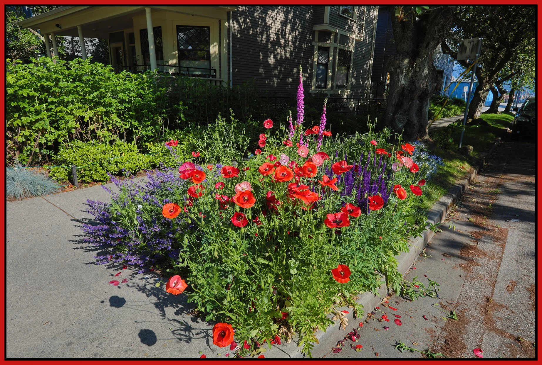 Flowers at Hawks & E Pender_Jun 5_2025_HDR_5F3947_4x6s.jpg