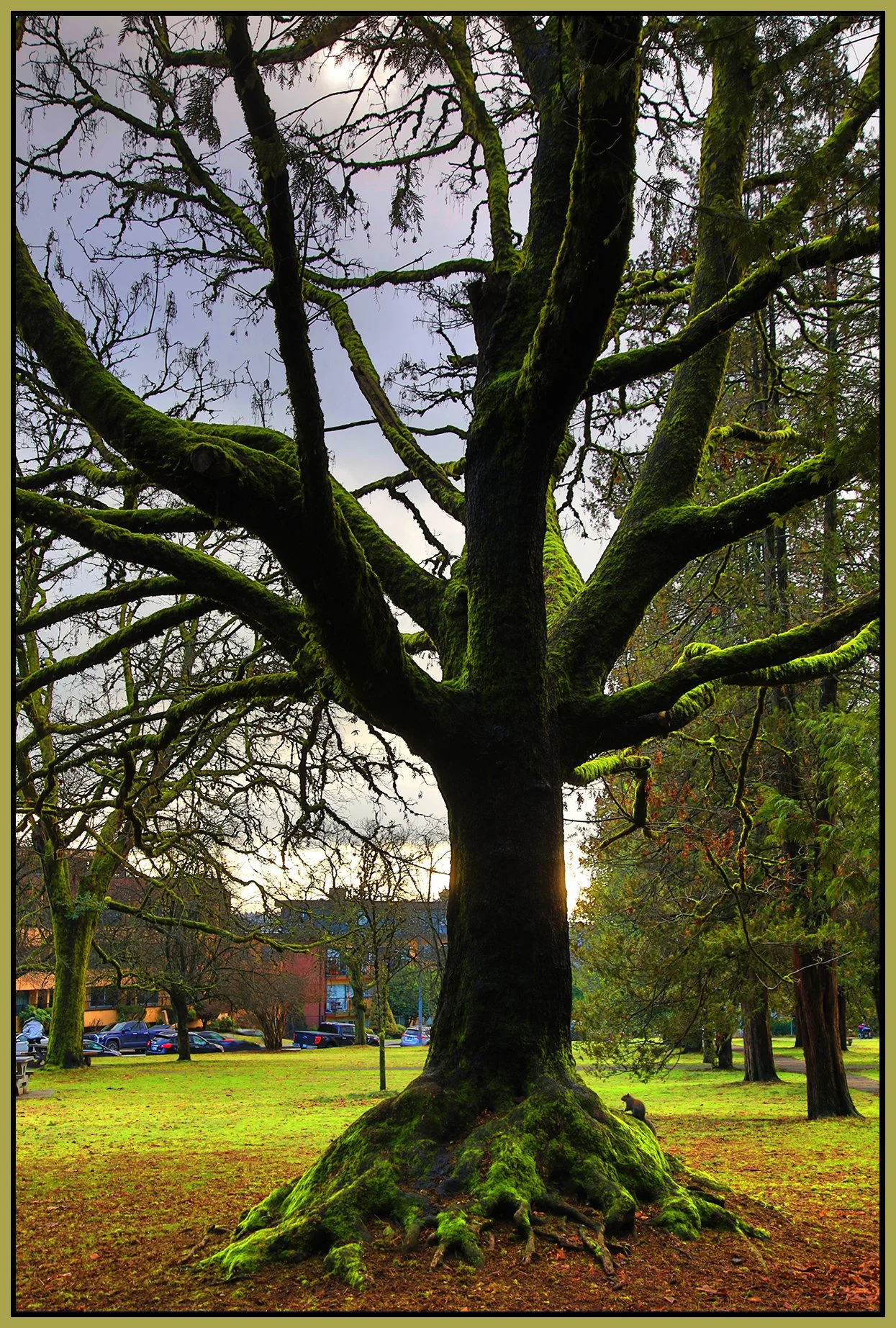 Moody Park Trees_Jan 19_2023_HDR_4H5332_peWater_4x6s.jpg