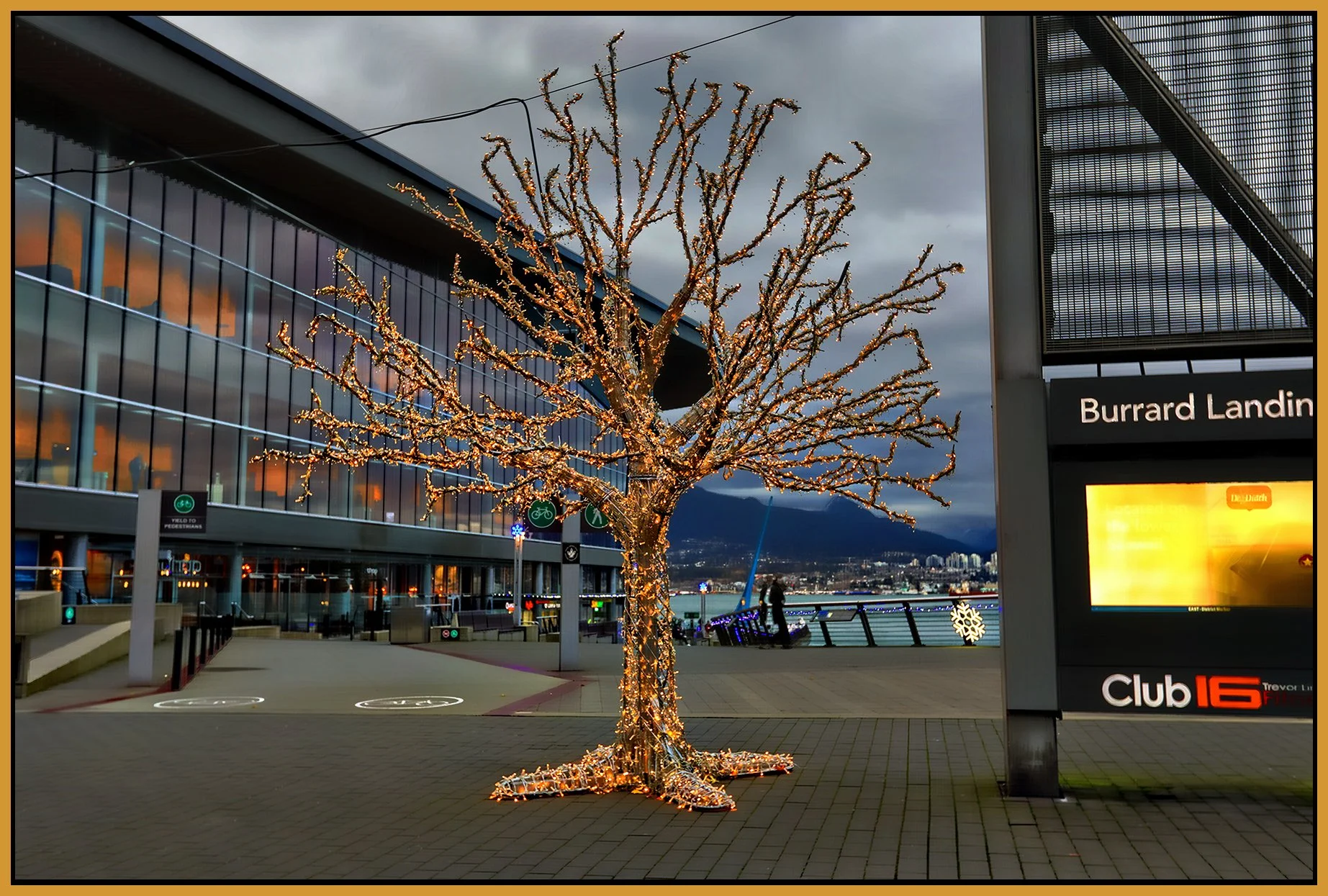 Burrard Landing Tree_Dec 14_2024_HDR_5E6641_peHdr2013_1_4x6s.jpg