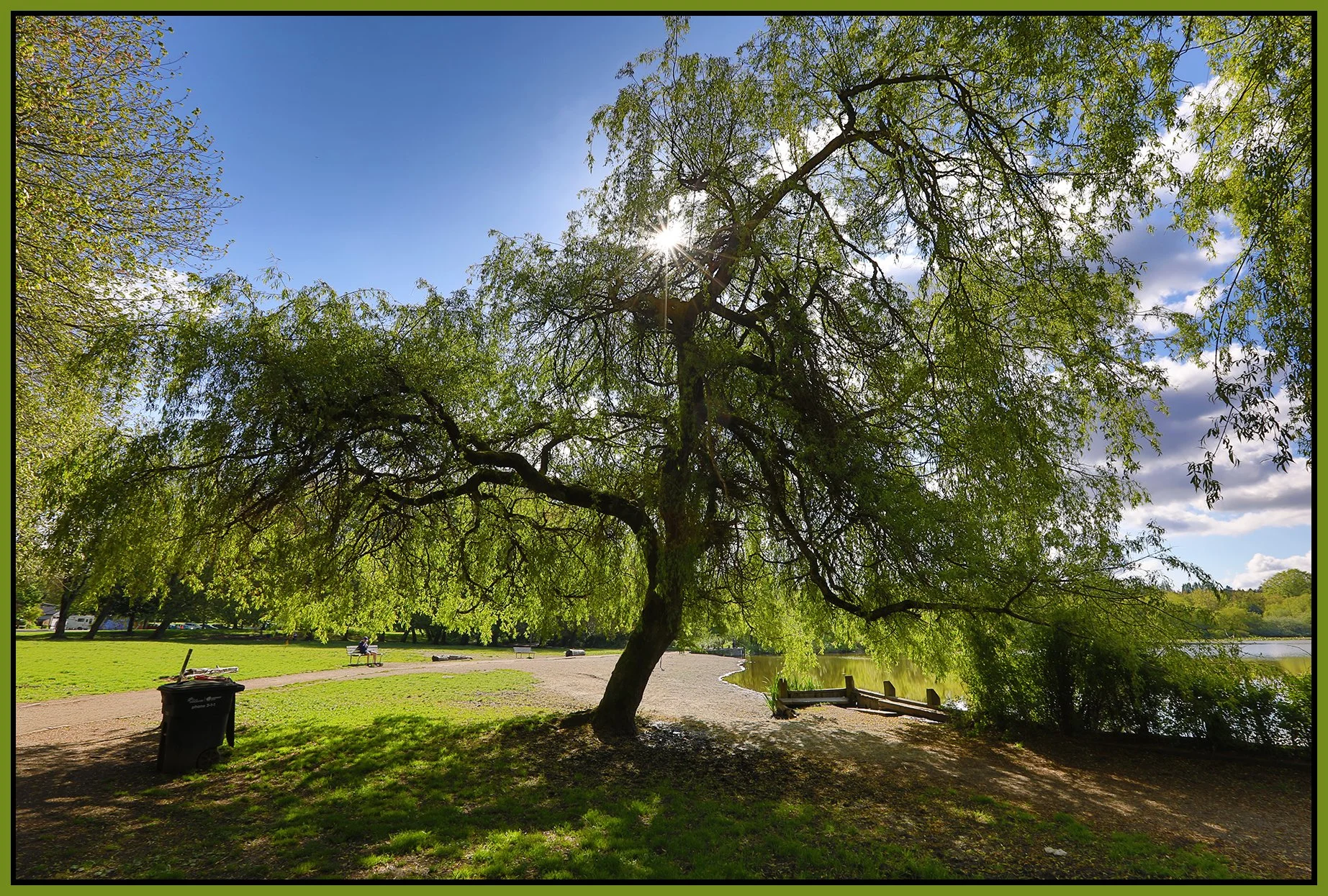 Trout Lake Tree_May 4_2025_HDR_5F2537_4x6s.jpg