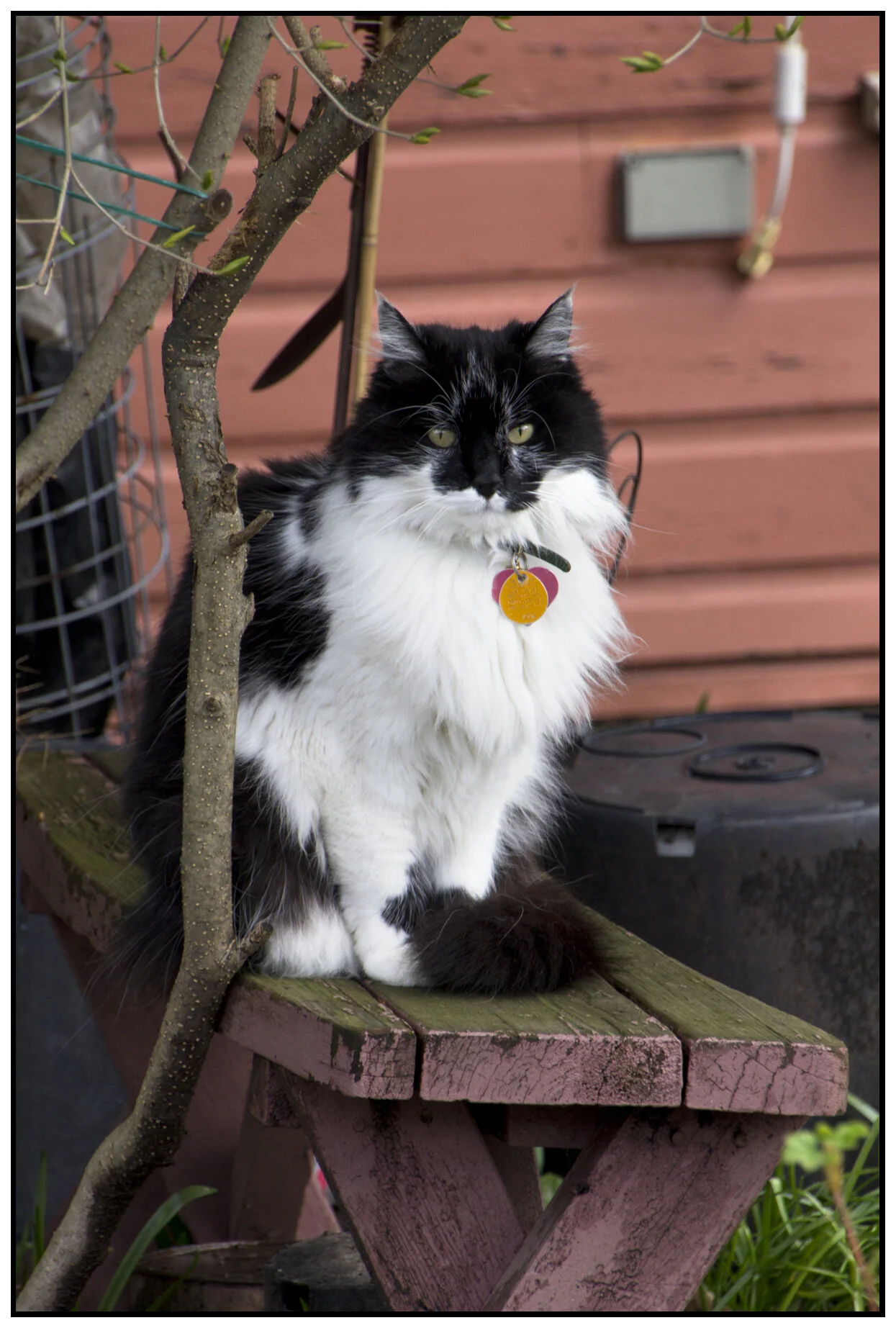 Cat_March 16_2011_3401_4x6s.jpg