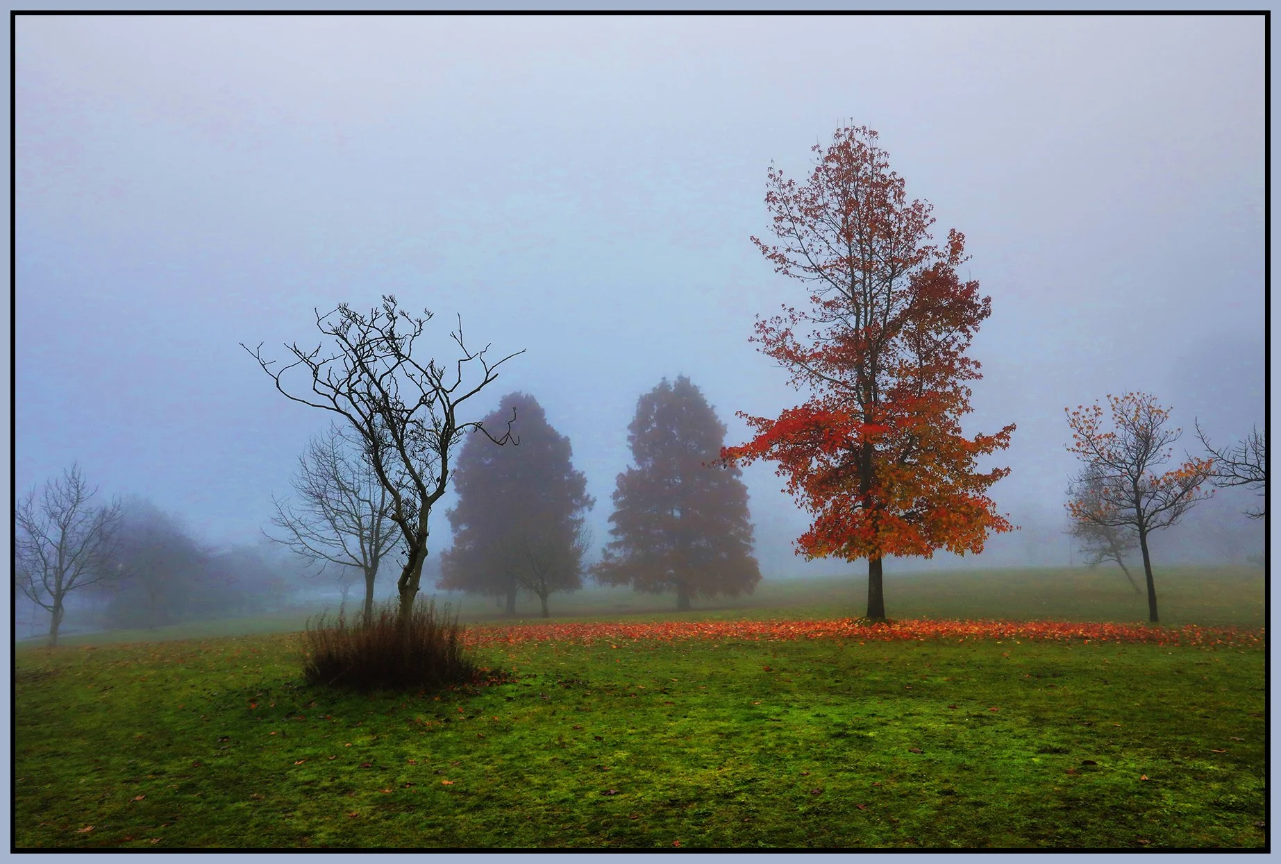 Devonian Park Trees in Fog_Nov 28_2023_HDR_5E1015_peContrst_4x6s.jpg