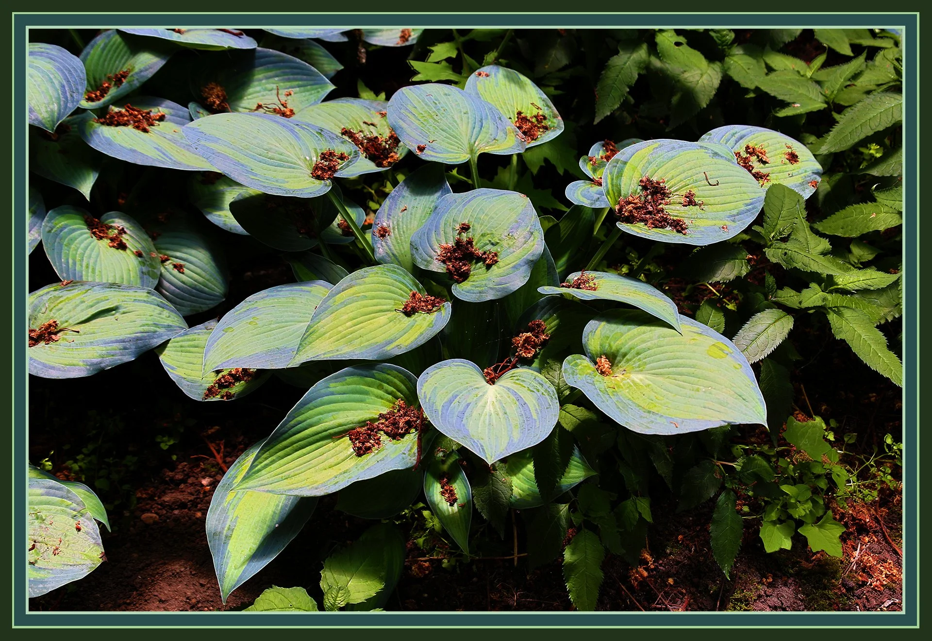 Flowers Hosta_New West_Jun 18_2019_HDR_A6565_4x6s.jpg