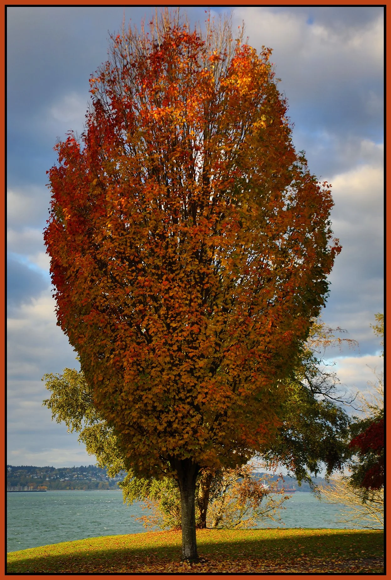 English Bay Tree_Oct 23_2023_HDR_5C8496_4x6s.jpg
