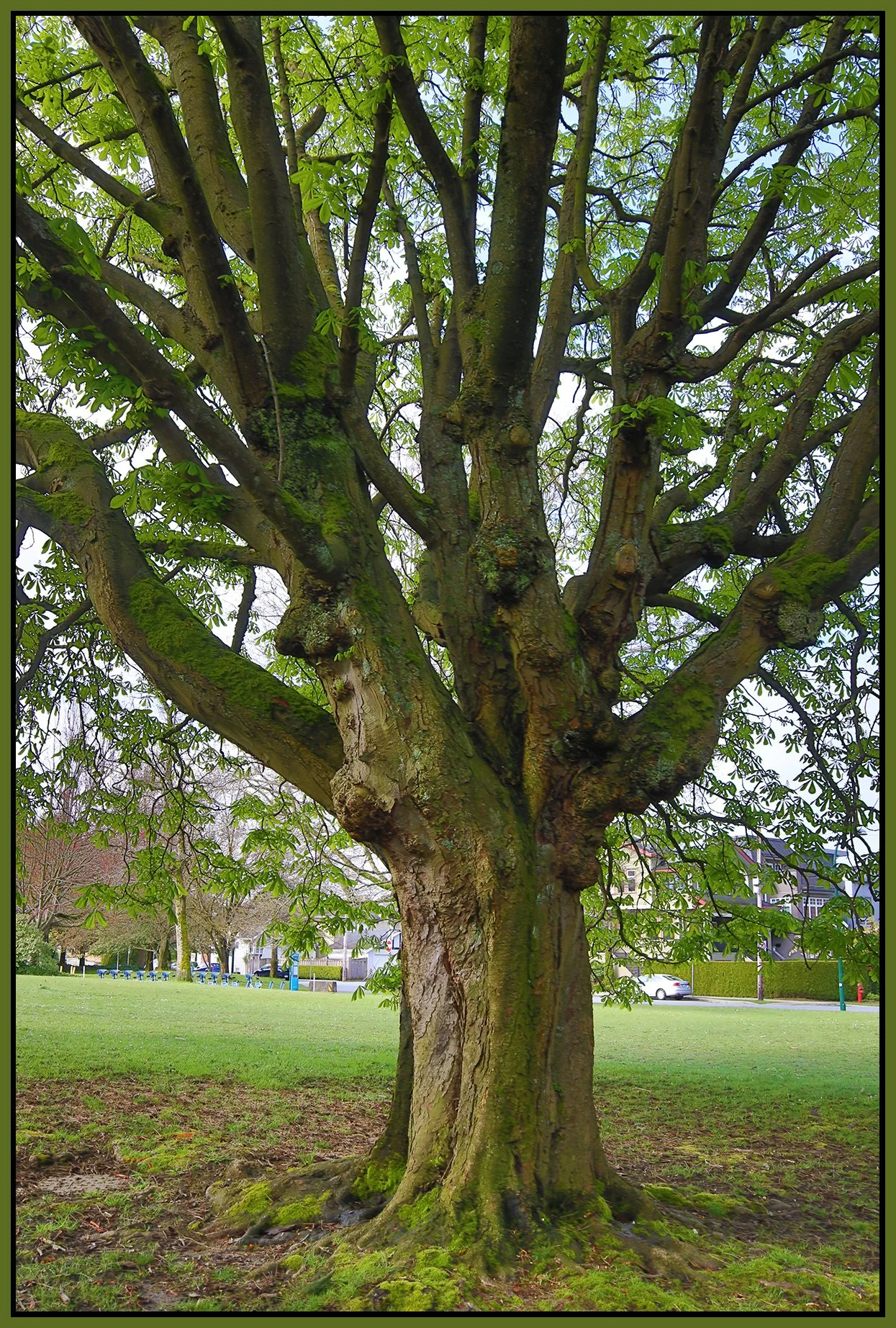 Vanier Pk Tree_Apr 22_2022_HDR_4G8445_4x6s.jpg