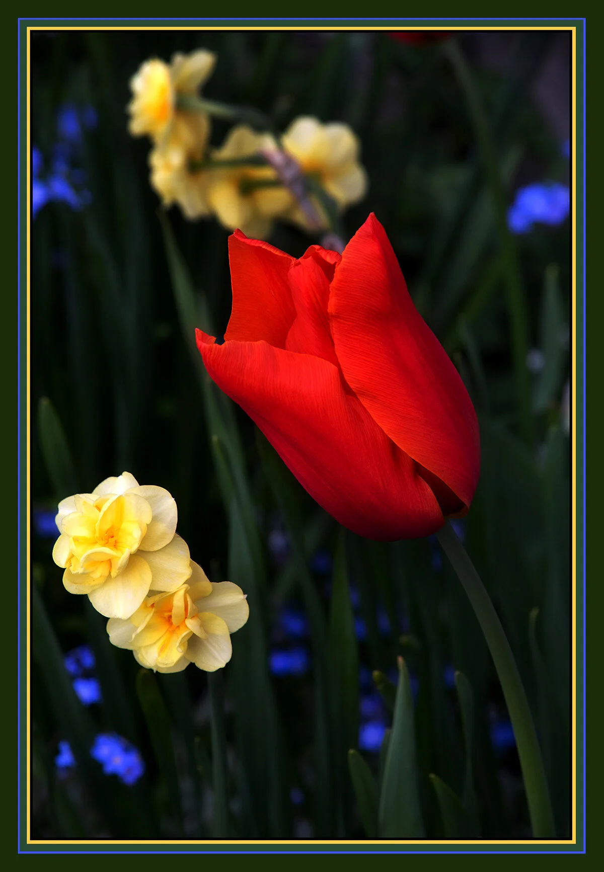 Flowers Tulip_Apr 17_2020_CR2_3B3359_peSunstborder_4x6s.jpg