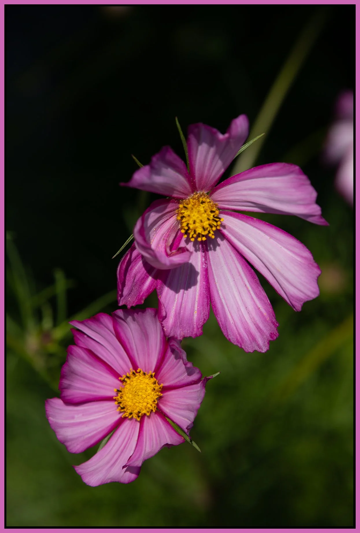 Flowers New West_Aug 6_2026_HDR_4L9018_4x6s.jpg
