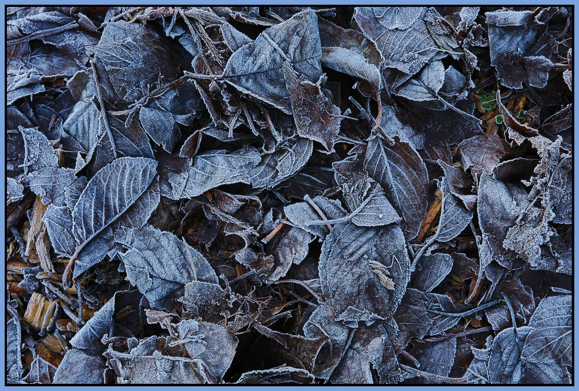 Frosty Leaves_Dec 19_2021_HDR_5A3114_4x6s.jpg