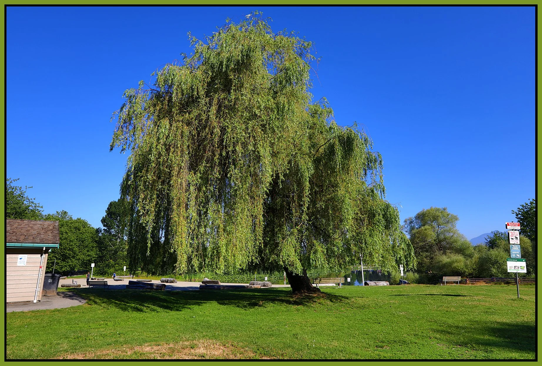 Trout Lake Tree_Jul 29_2022_HDR_5B4054_4x6s.jpg