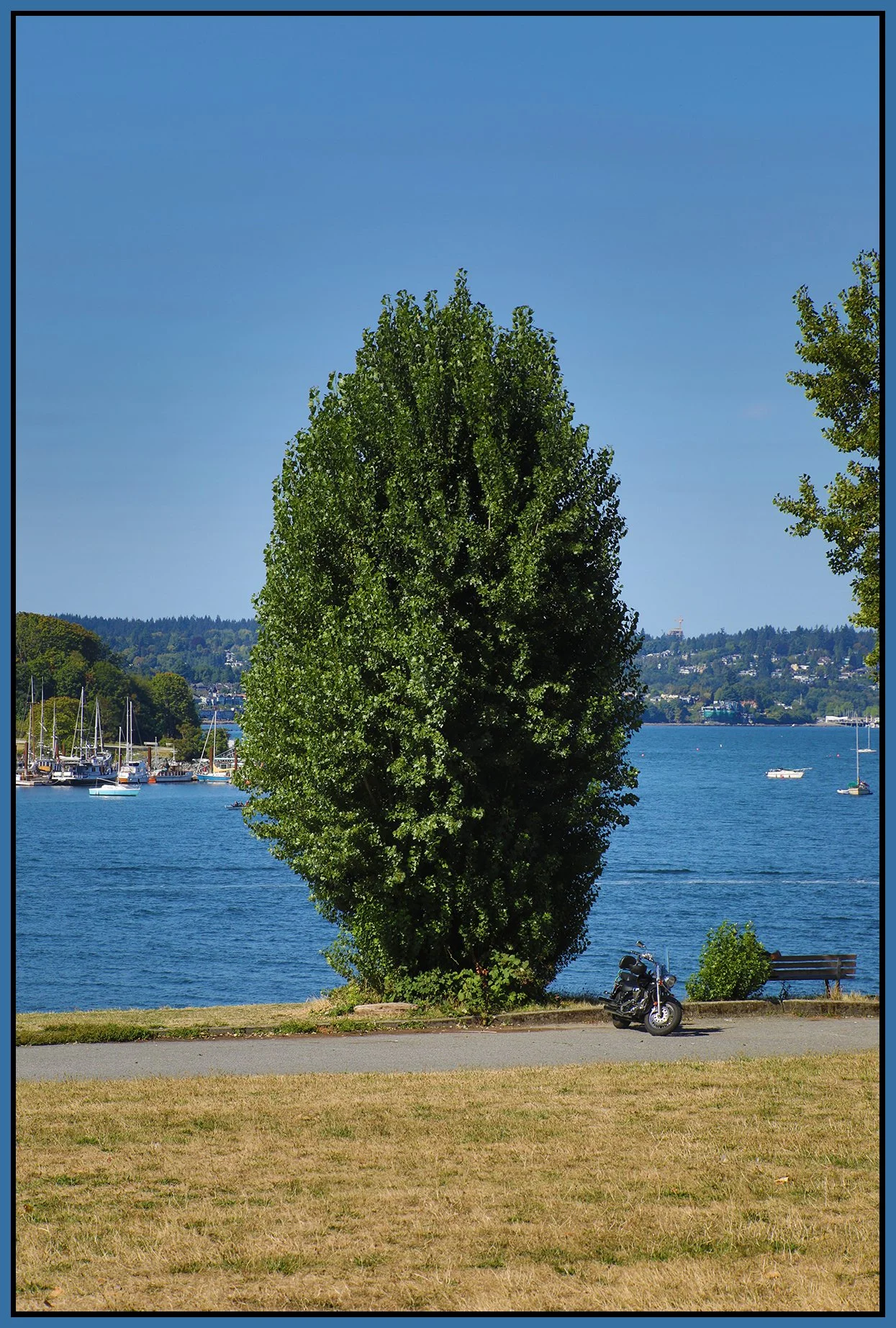 English Bay Tree_Aug 17_2023_HDR_5C4152_4x6s.jpg