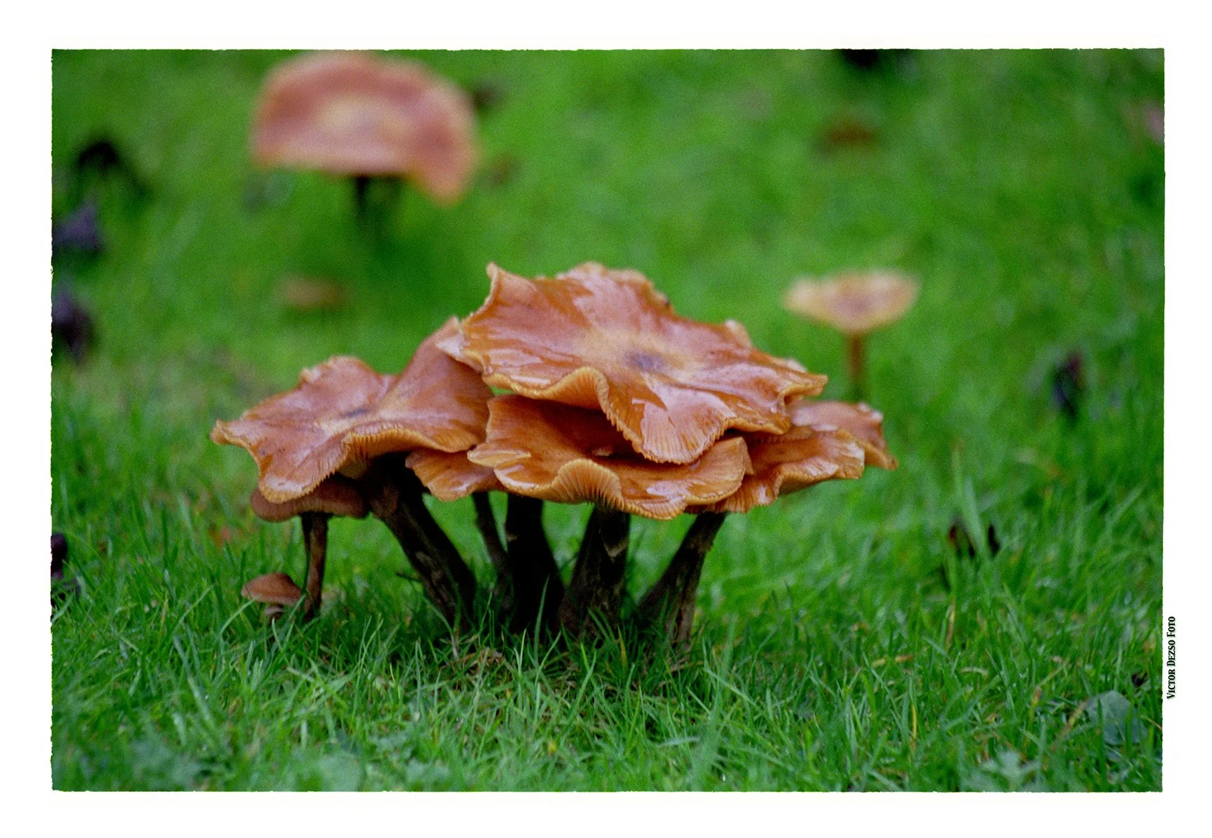 Mushrooms-34_4x6.jpg