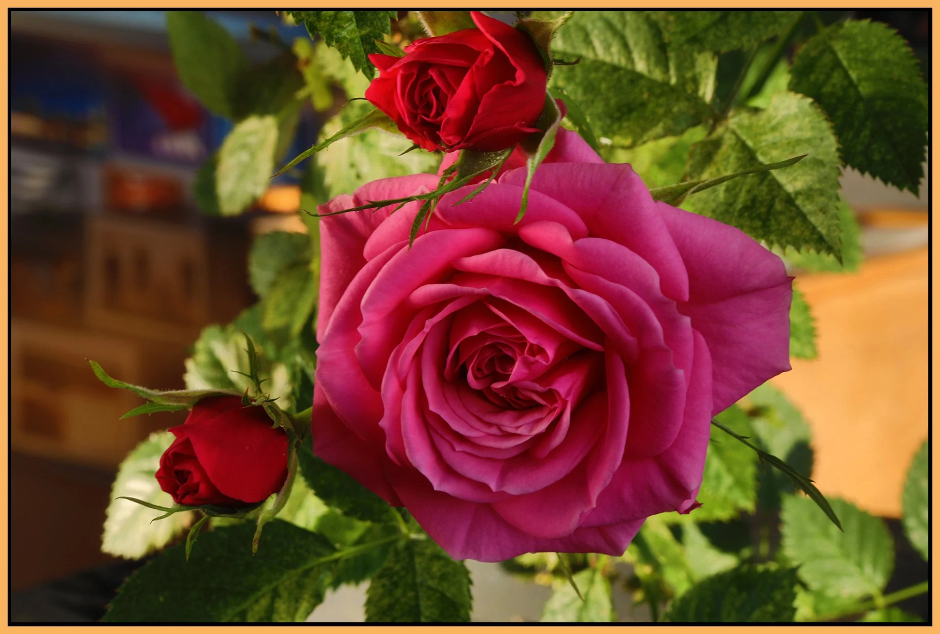 Flowers Roses_Apr 19_2022_HDR_5B3227_4x6s.jpg