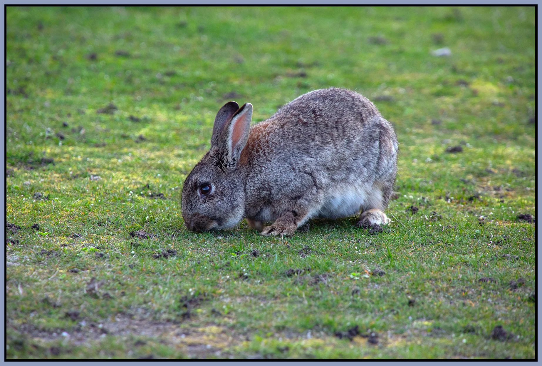 Jericho Park Rabbit_Apr 26_2023_CR2_5D7747_peLevelCorrect_4x6s.jpg