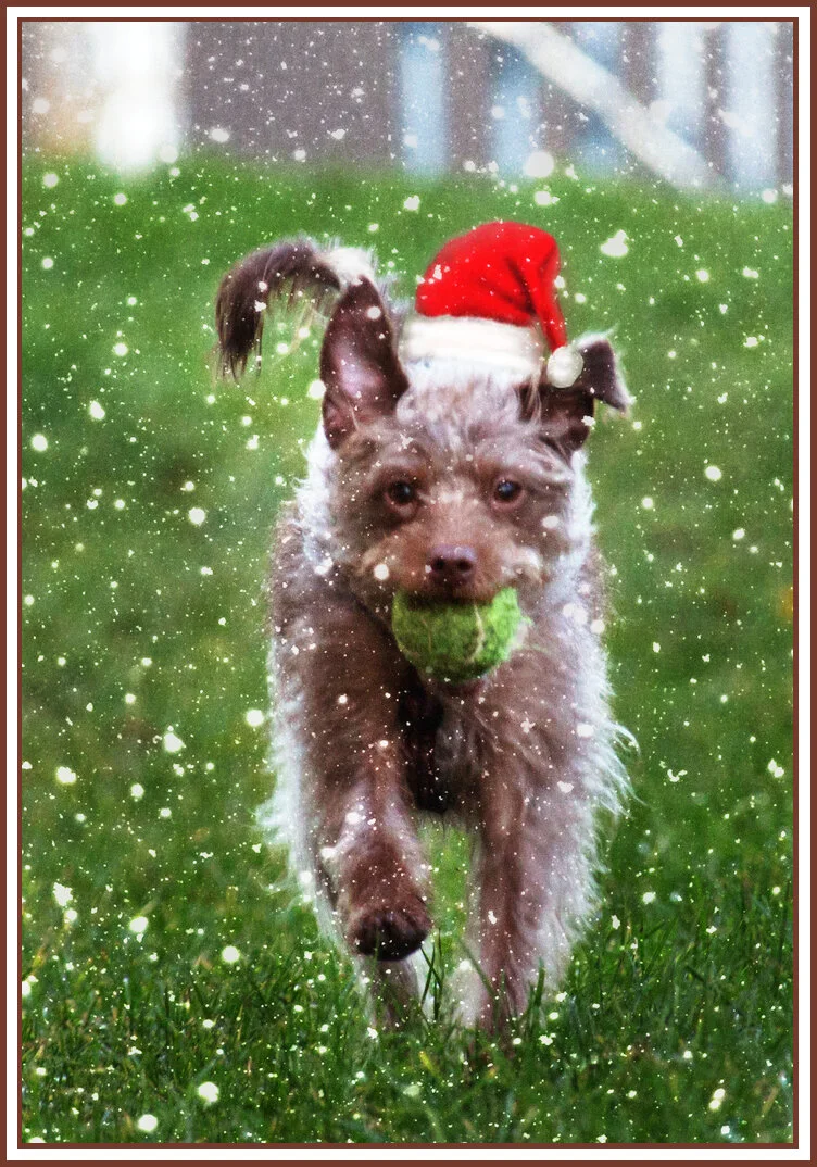 Frances Stewart_Dec 11_2015_H8542_3_peSnowsall_4x6s.jpg