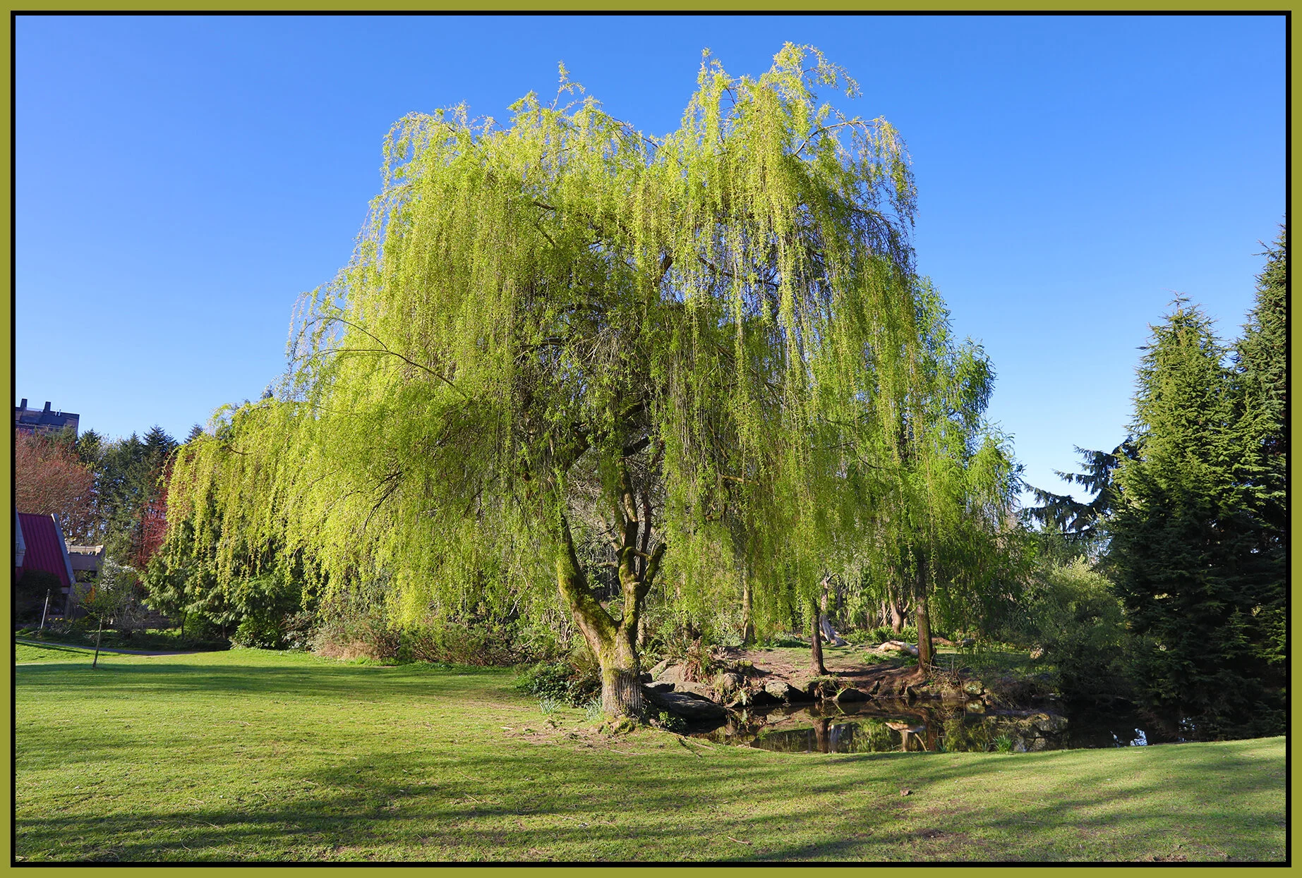 Charleson Pk Trees _Apr 16_2021_HDR_5A9118_4x6s.jpg