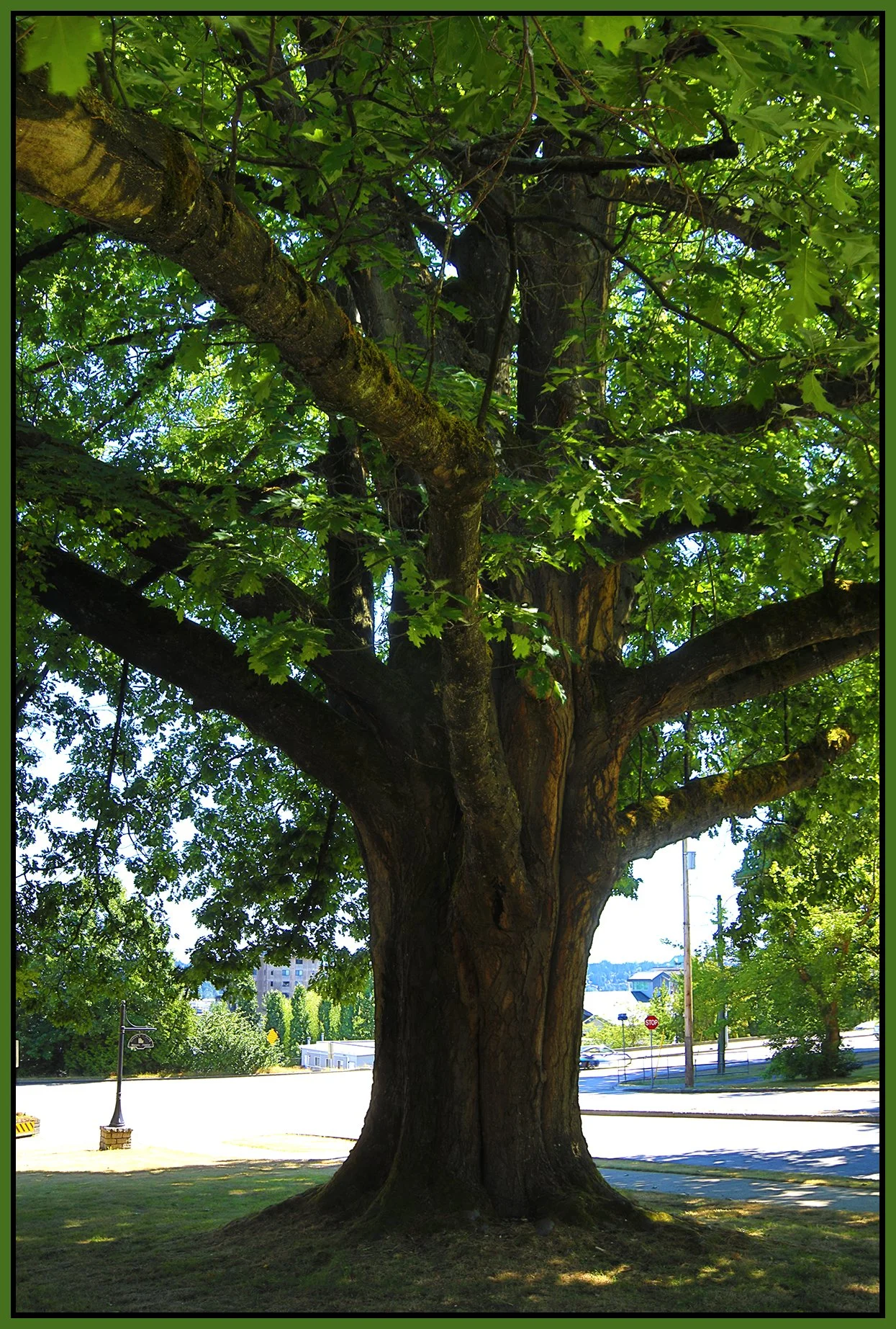 New West Oak Tree_Jul 13_2023_HDR_4H8045_4x6s.jpg