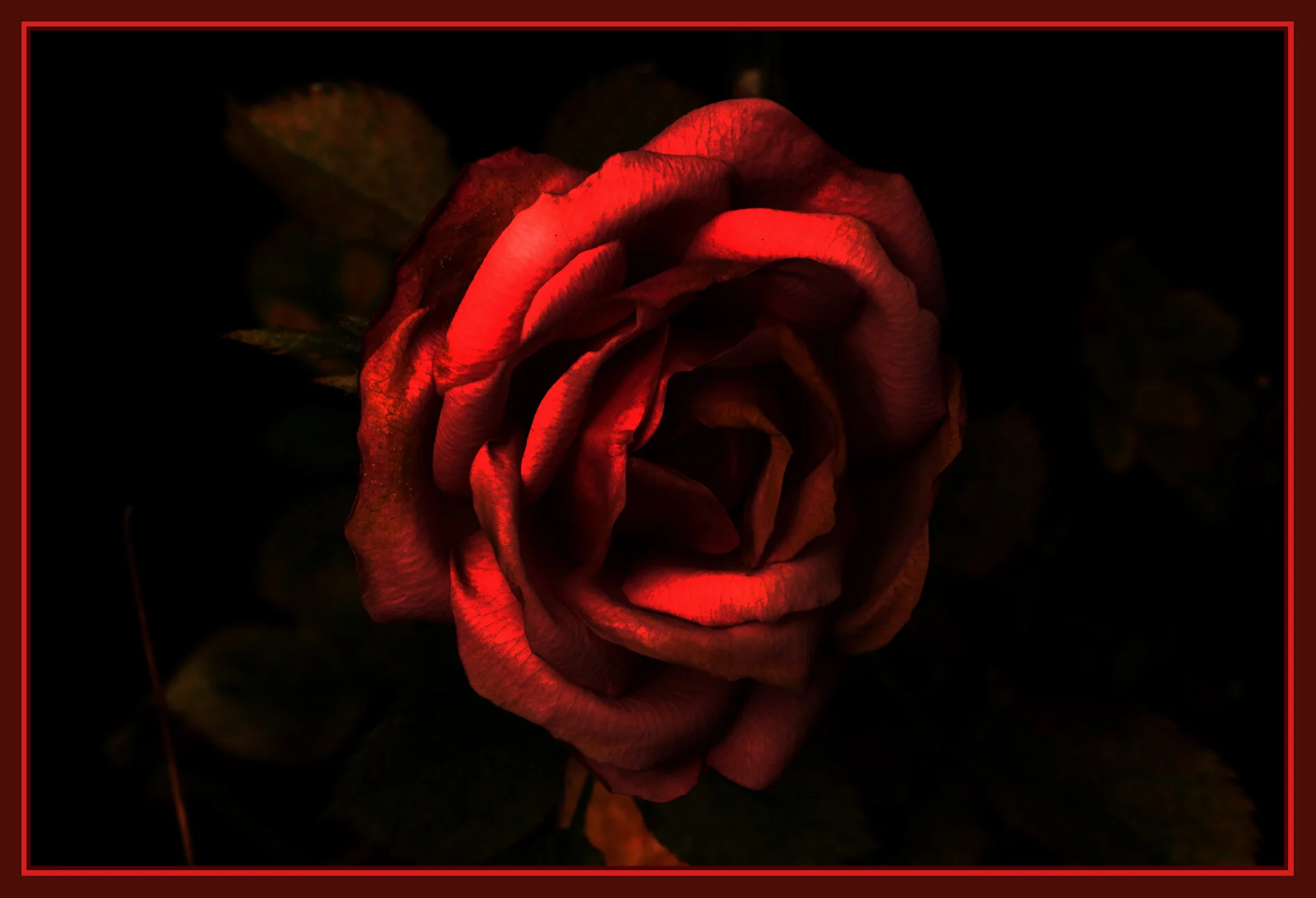 Flowers Rose_Dec 29_2018_HDR_D9785_peSciFi_4x6s.jpg