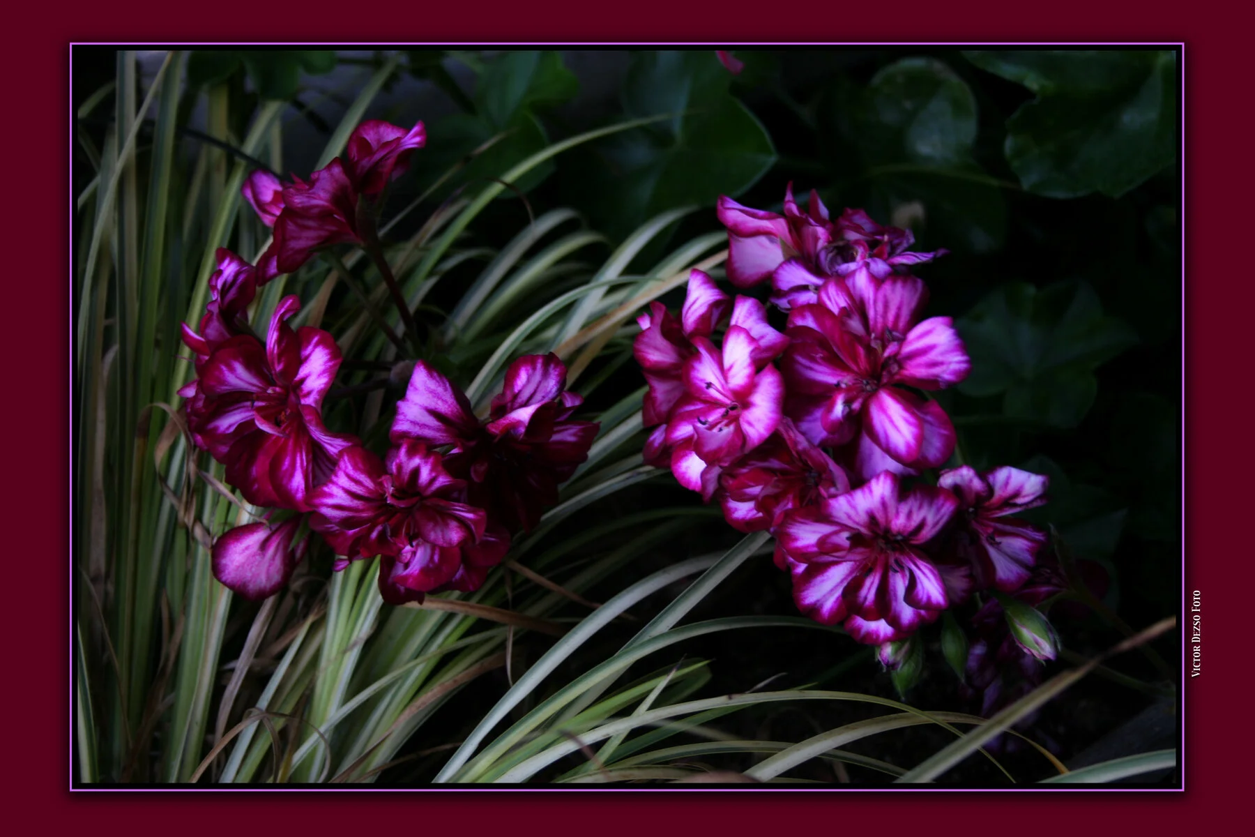 Flower_5248_1_4x6.jpg