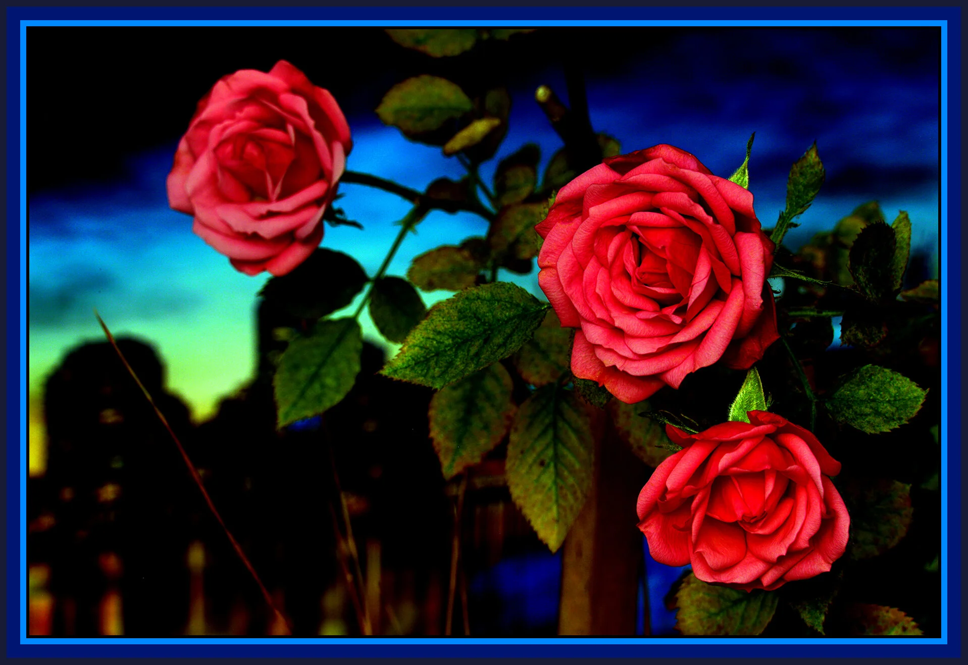 Flowers Roses_Dec 24_2018_HDR_D8238_peDramaBrImp_4x6s.jpg