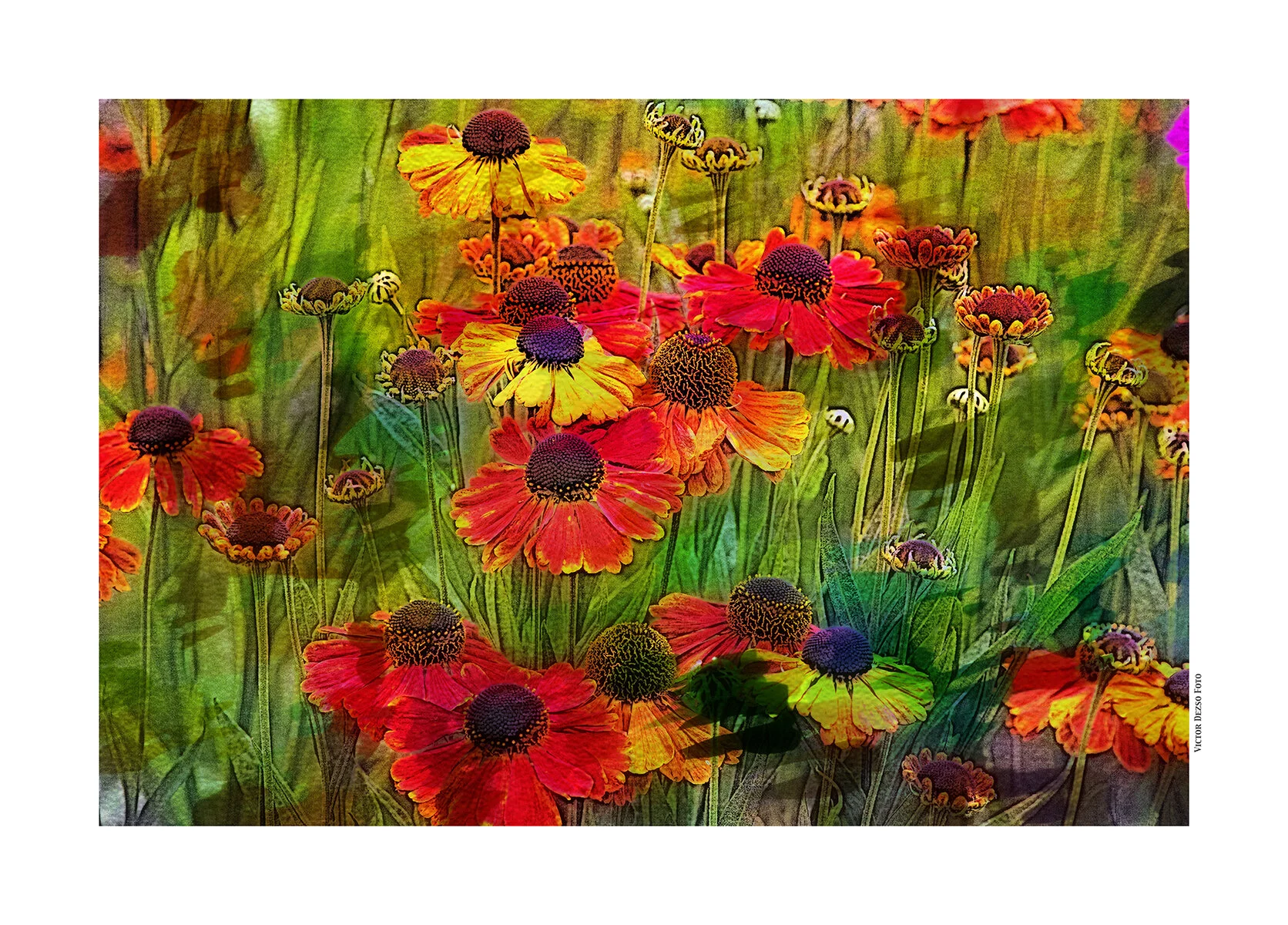 Flowers_Jul 10_2020_CR2_4F1230_peWtrClr&Ink_SunstWithPrpl_4x6.jpg