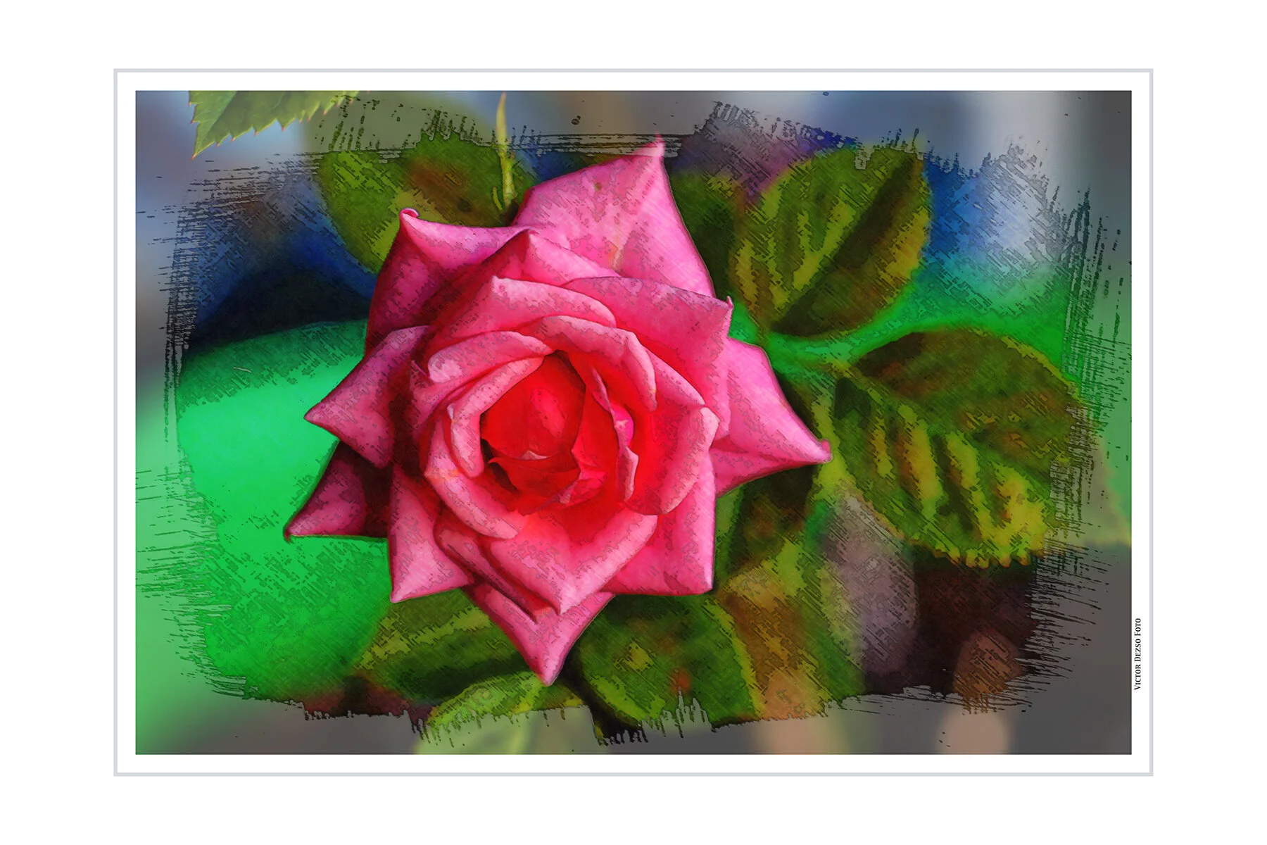 Flowers Rose_Jul 13_2020_HDR_4F2812_peNicePastlD_4x6.jpg