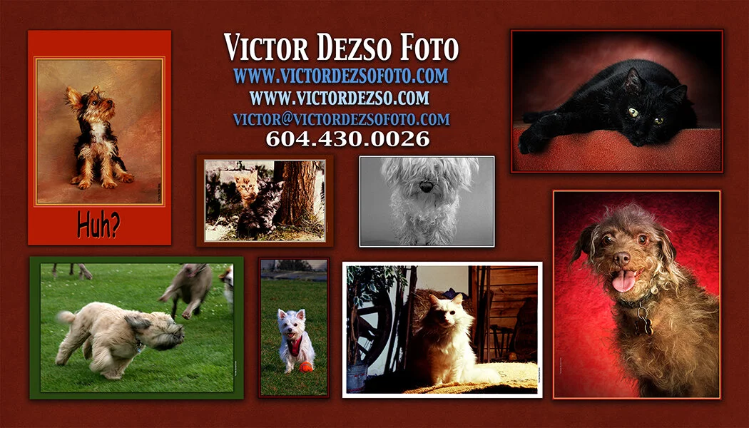 Bus Card Pets July 21 2020_victordezso.com_2x3.5.jpg