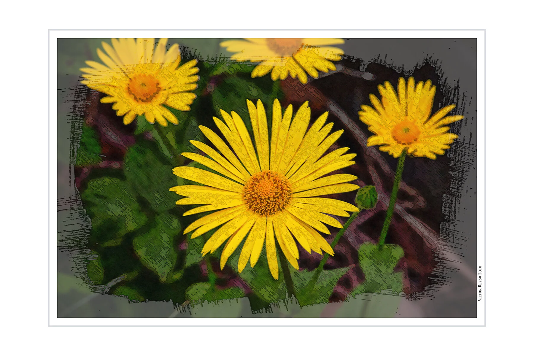 Flowers_Apr 28_2020_CR2_3B4369_peNpd_4x6.jpg
