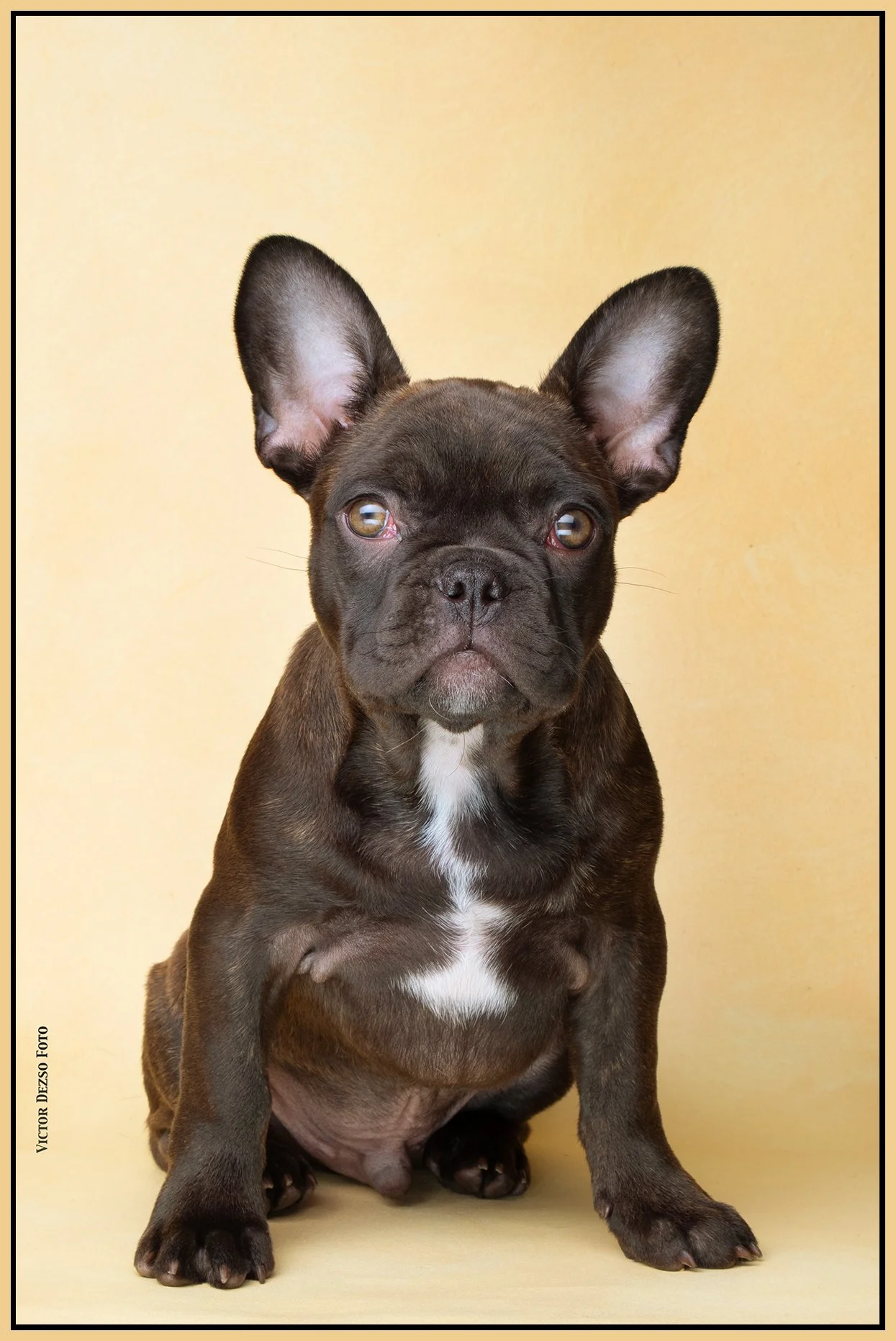 Fudge_Aug 27_2023_CR2_5C5172_4x6s.jpg