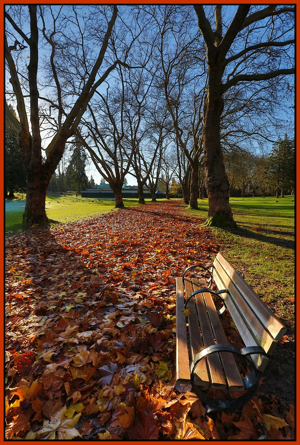 Stanley Park Trees & Bench_Nov 20_2015_HDR_H4546_4x6s.jpg