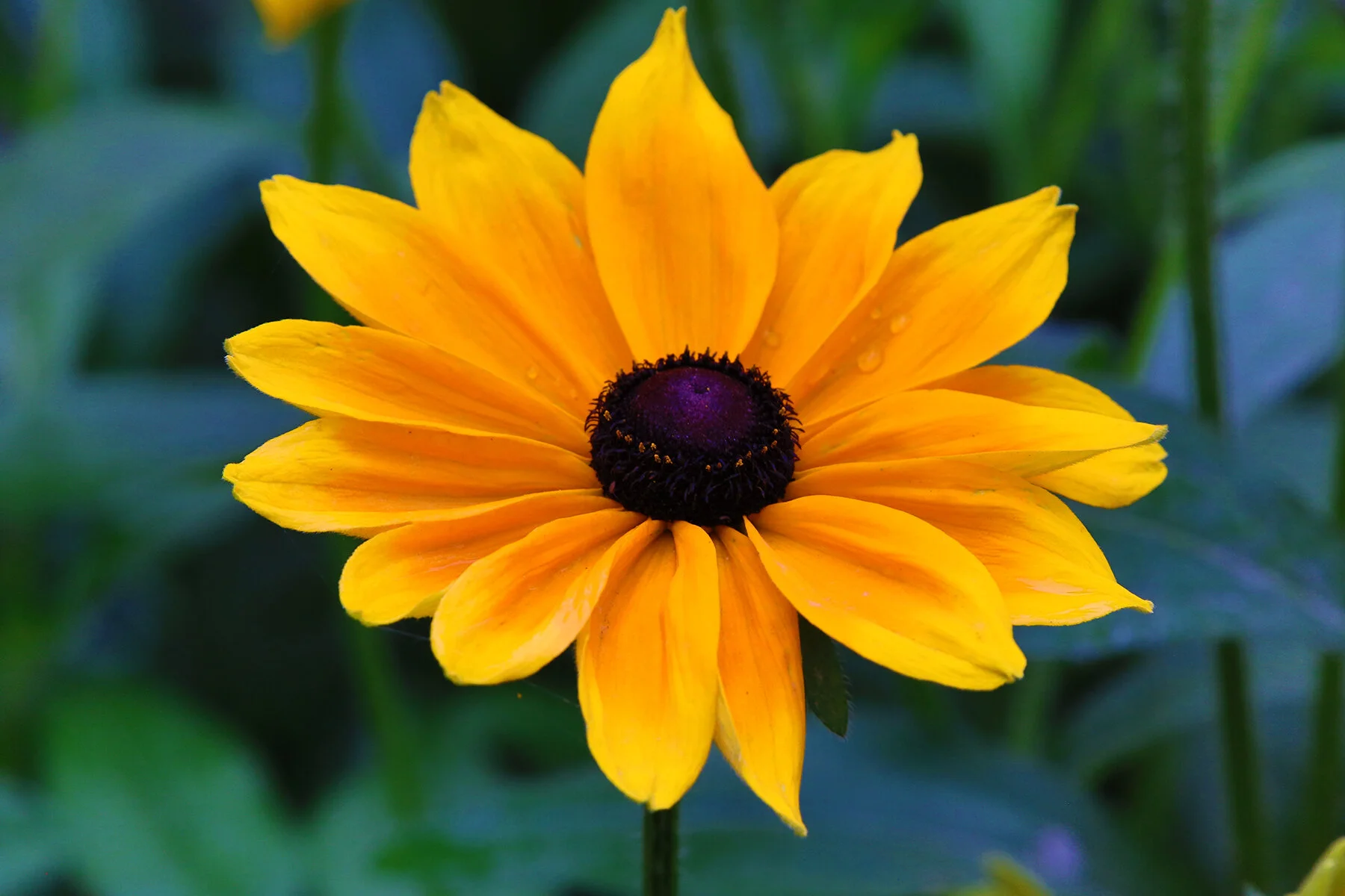 Flower Rudbeckia_Sep 15_2020_HDR_3B2117_4x6.jpg