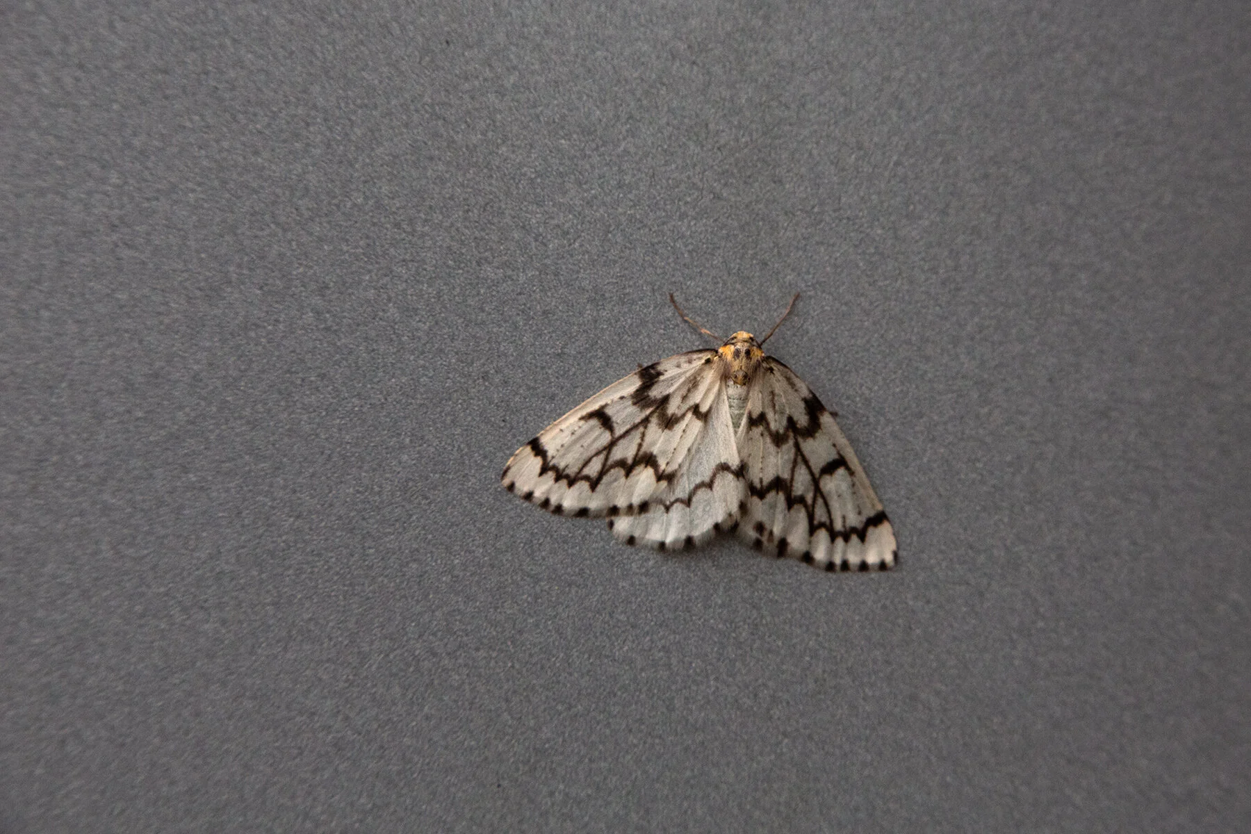 Moth_Sep 15_2020_HDR_3B2246_4x6.jpg