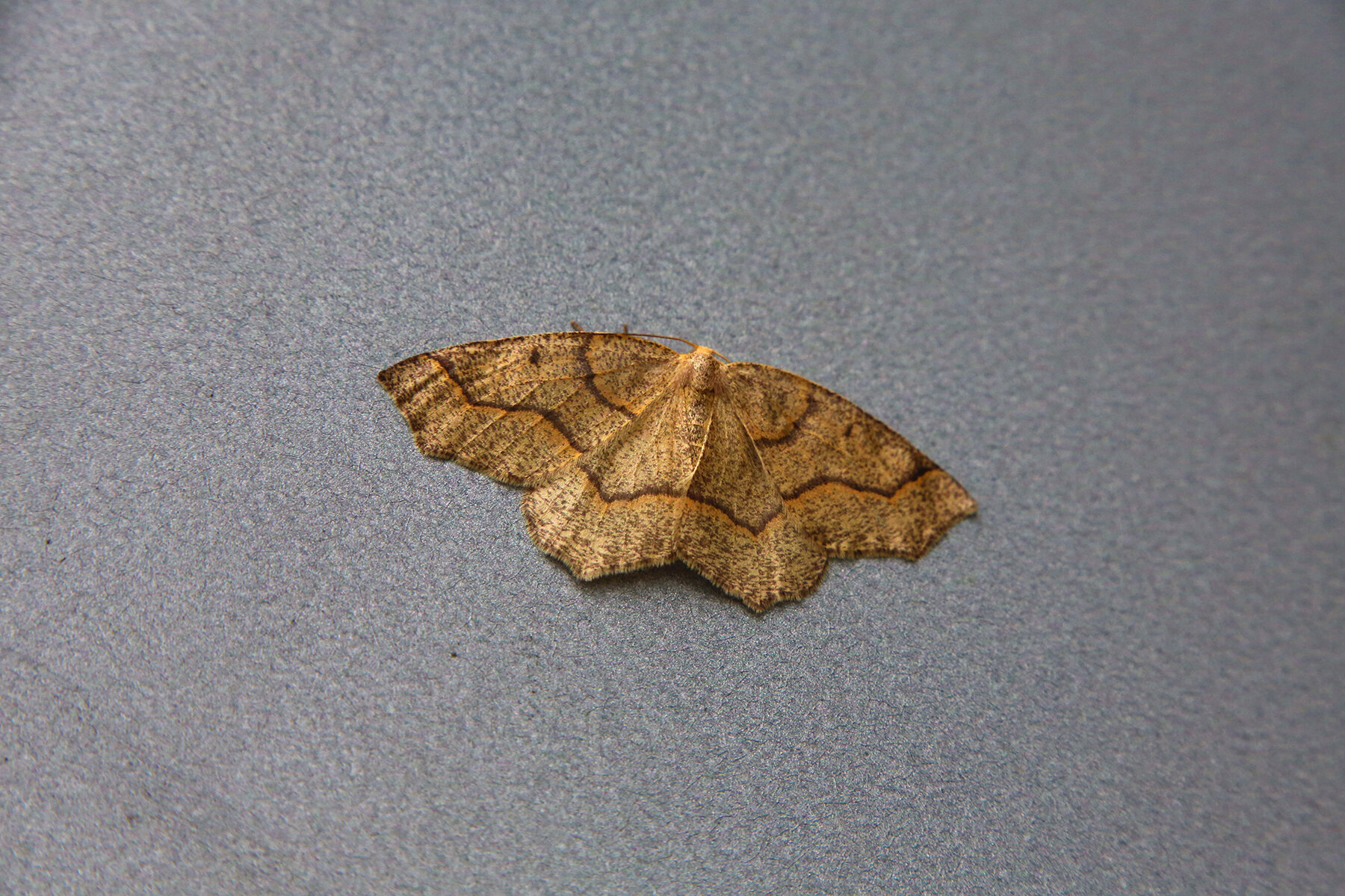 Moth_Sep 15_2020_HDR_3B2261_4x6.jpg