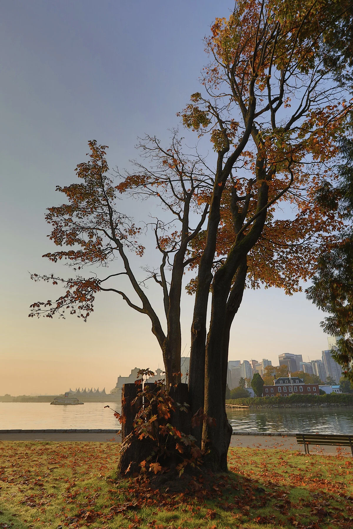 Vancouver from Stanley Pk Tree_Oct 2_2020_HDR_4G6319_4x6.jpg