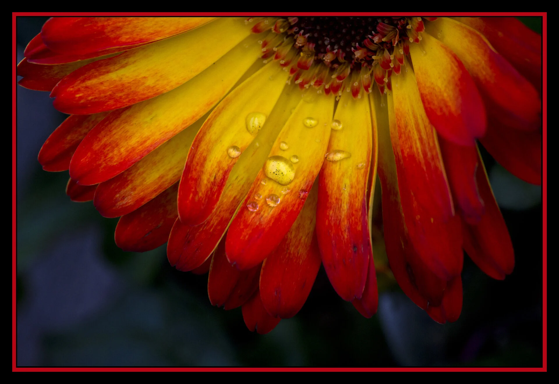Flower Gerbera_Jun 12_2012_4626_4x6_1.jpg