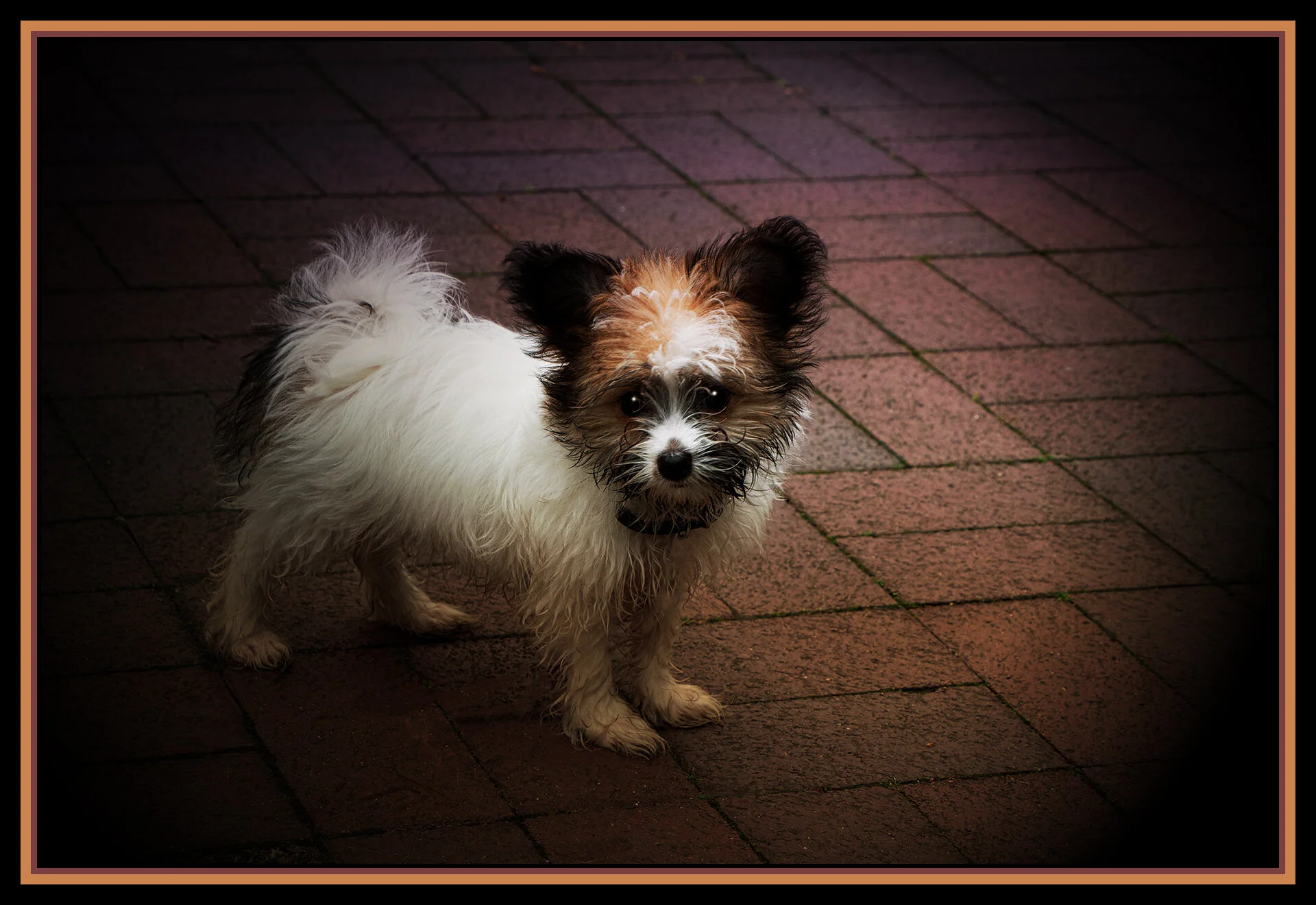 Stella in Yaletown_Oct 11_2020_CR2_3B4920_peIntnSunst_4x6s.jpg