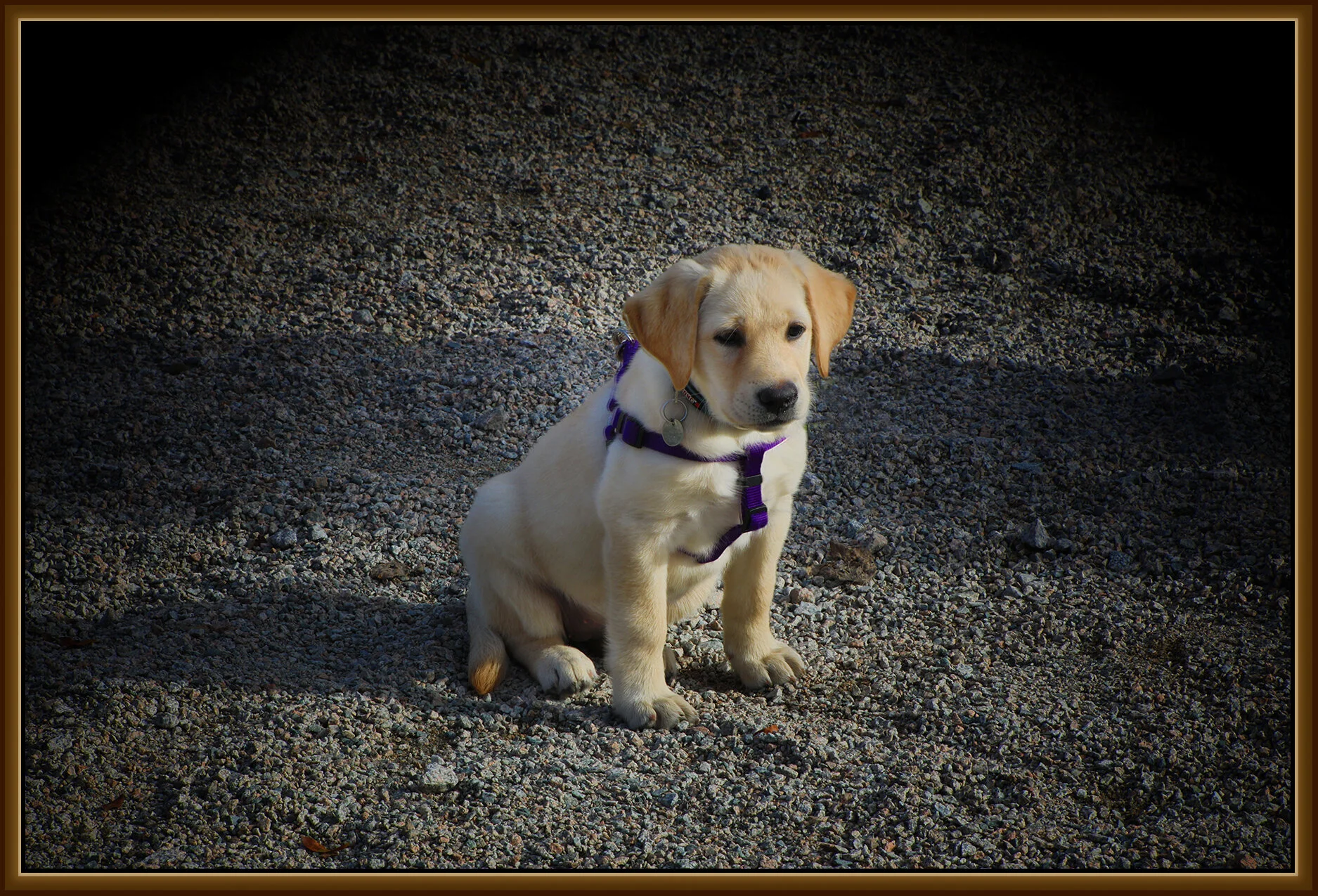 Ruby in New Wesminster_Oct 25_2020_HDR_4G9795_pePv_4x6s.jpg