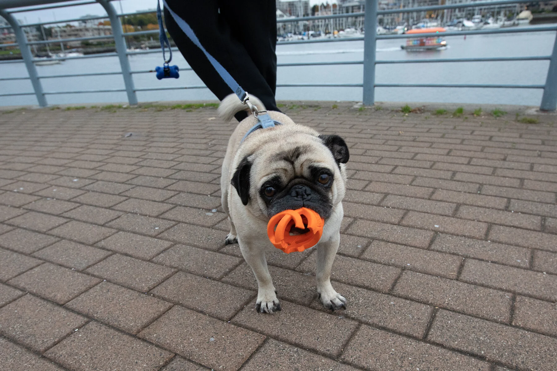 Pug_Oct 28_2020_CR2_4G0376_4x6.jpg