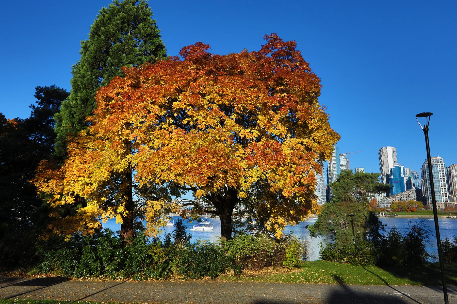 Fall Trees_Nov 8_2020_HDR_4G3304_4x6.jpg