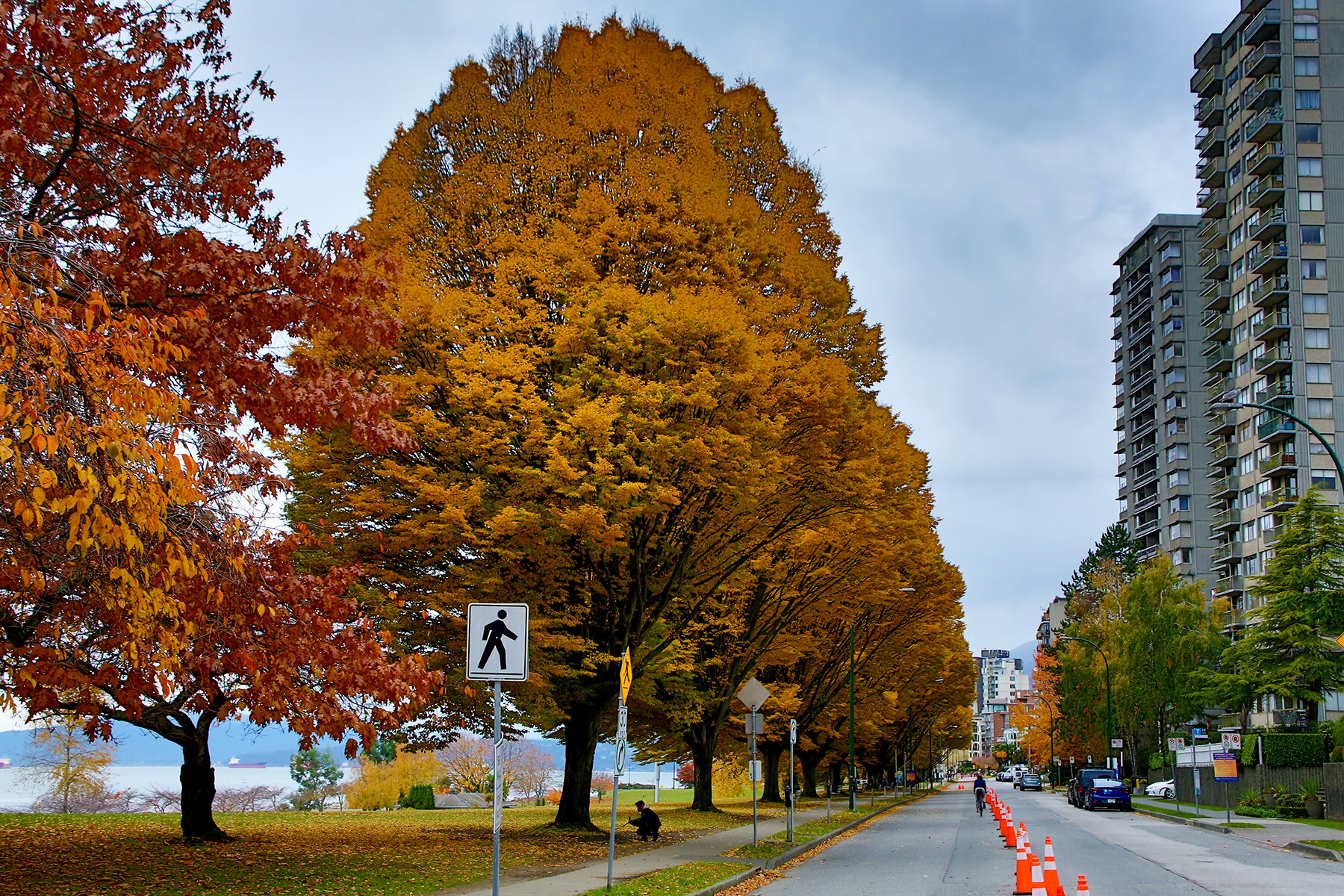 English Bay Fall Trees_Nov 12_2020_HDR_3B5365_4x6.jpg